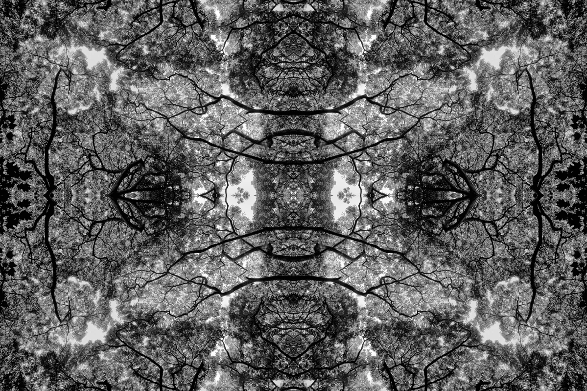 BW-MIRRORED-canopy.JPG