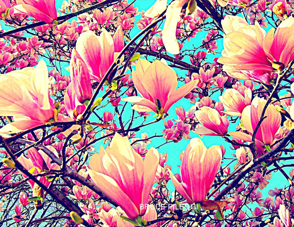 Magnolias 19x13