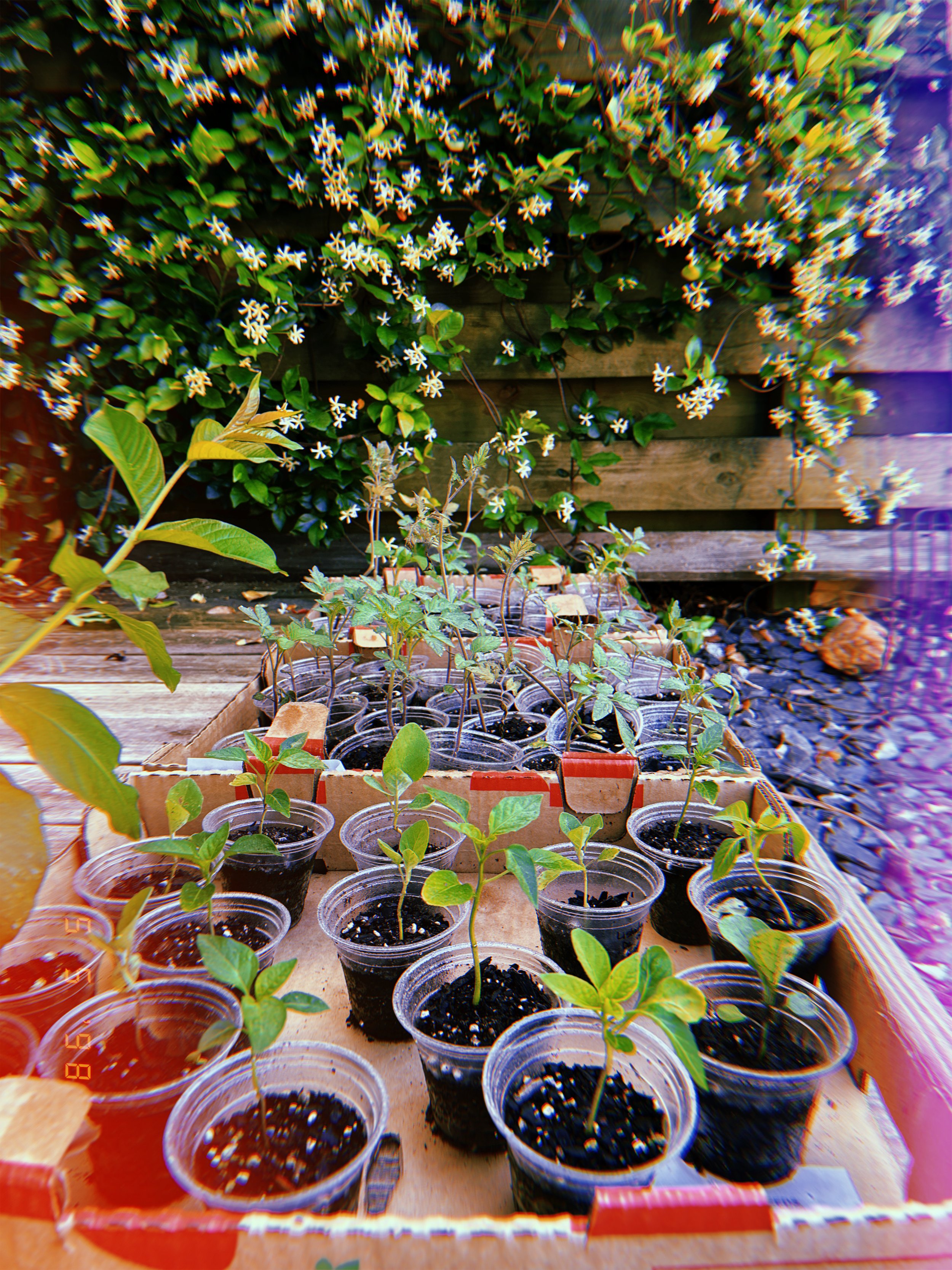 Ostara Community Gathering 