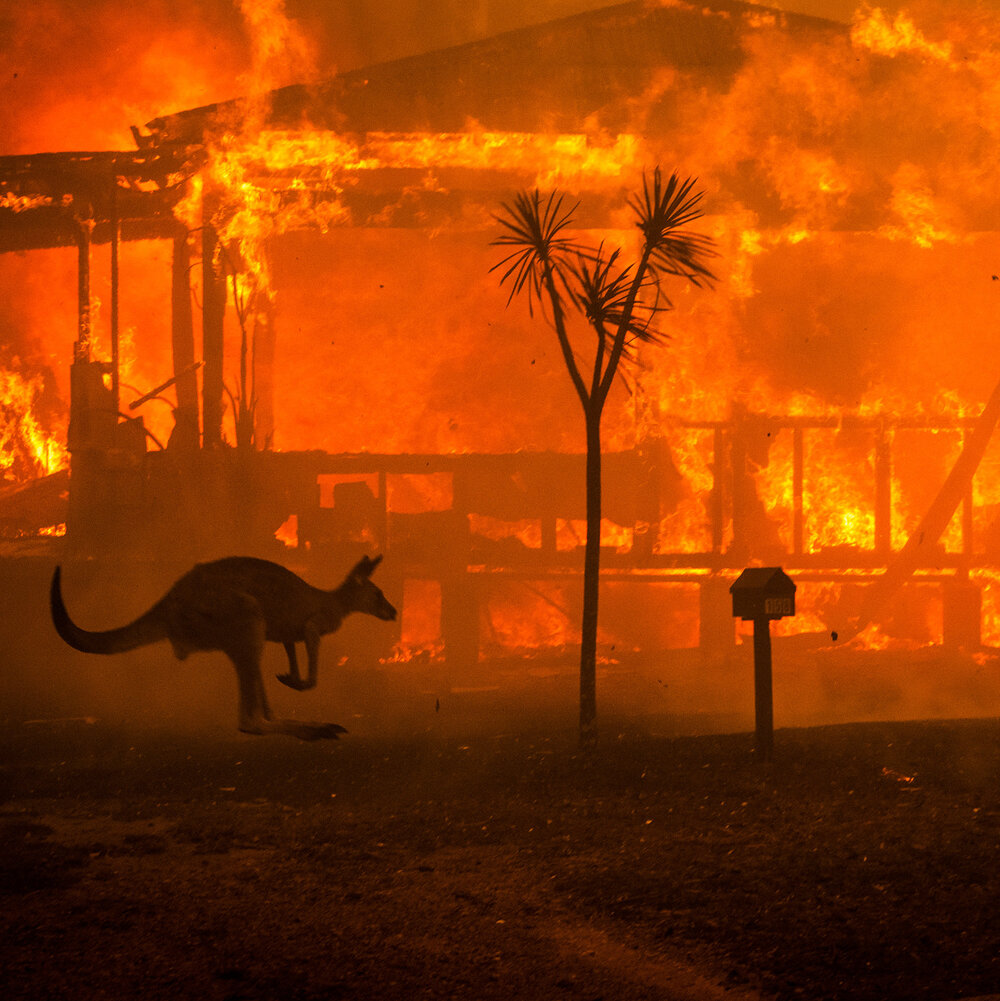 31ozf-fires-kangaroo-mobileMasterAt3x-v2.jpg