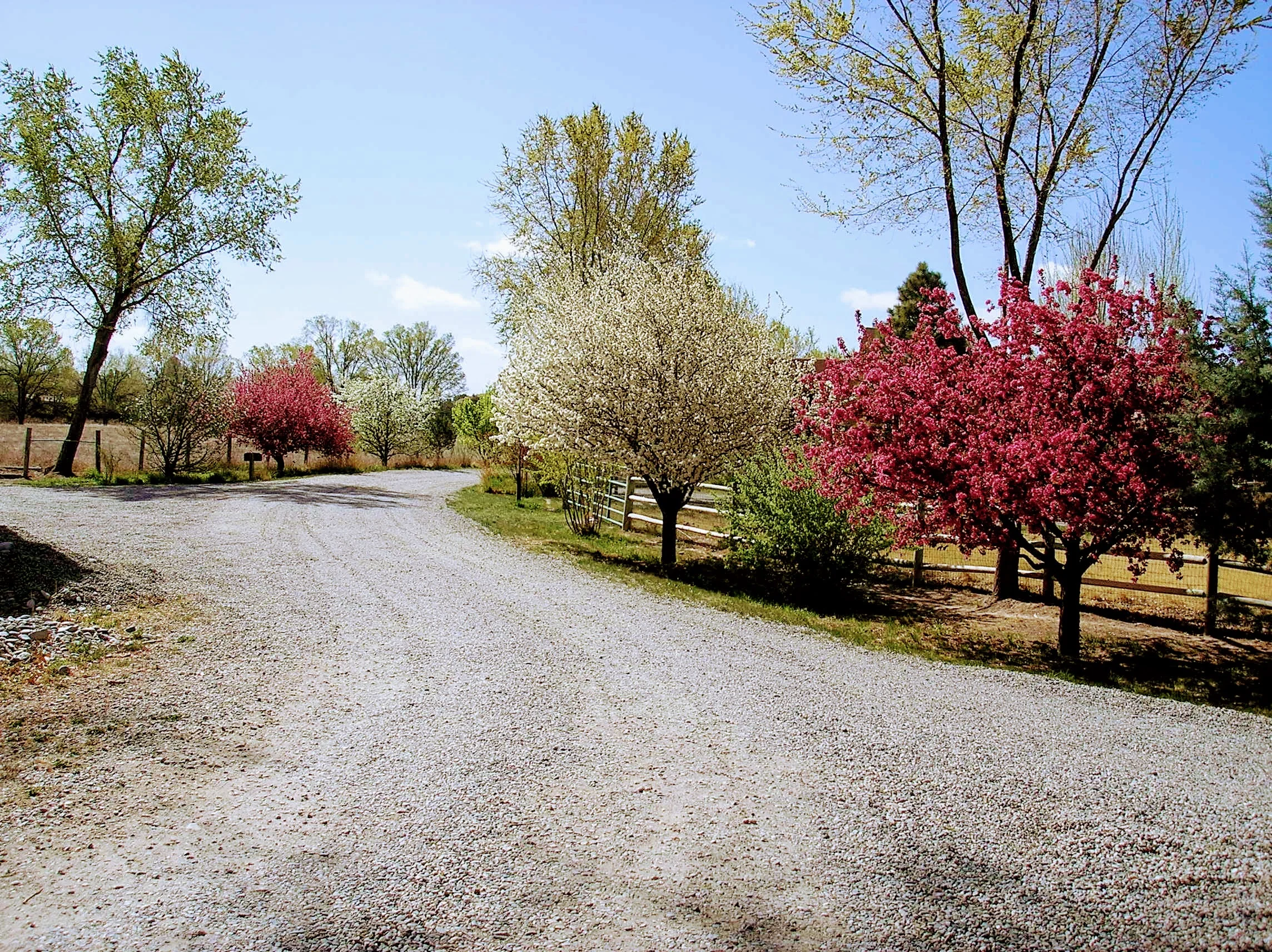 Springtime in Bloom