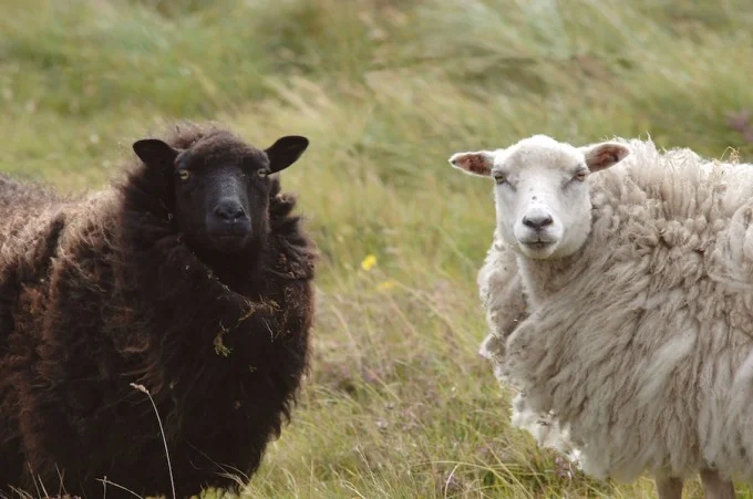 Two of the Shetlands