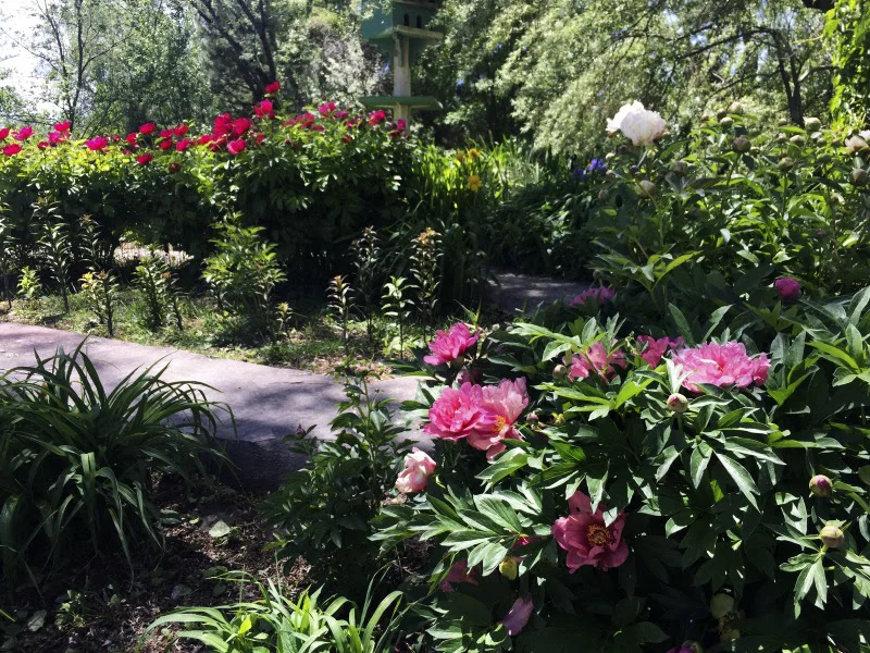 Peonies in the Summer