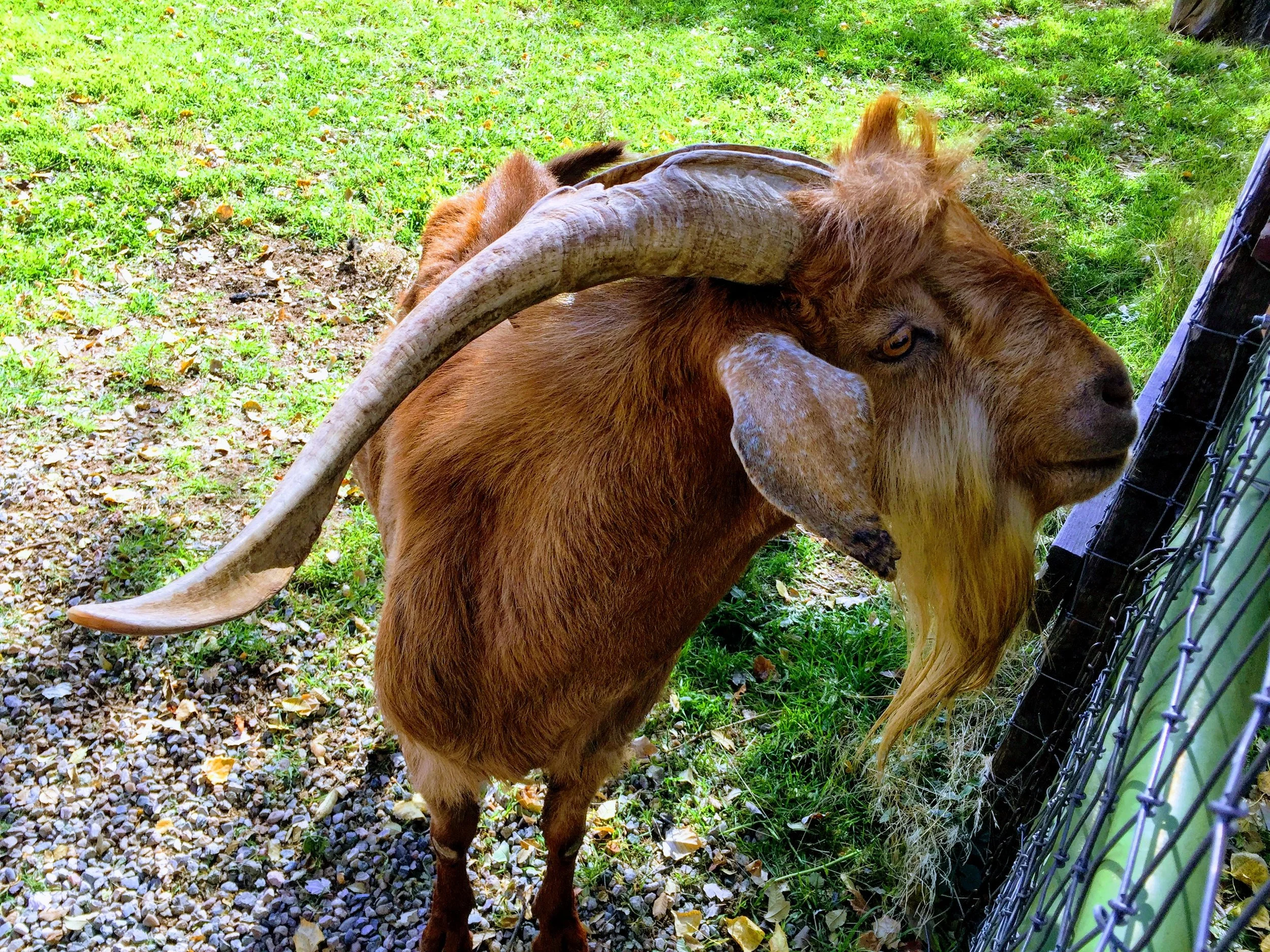 Handsome Horns