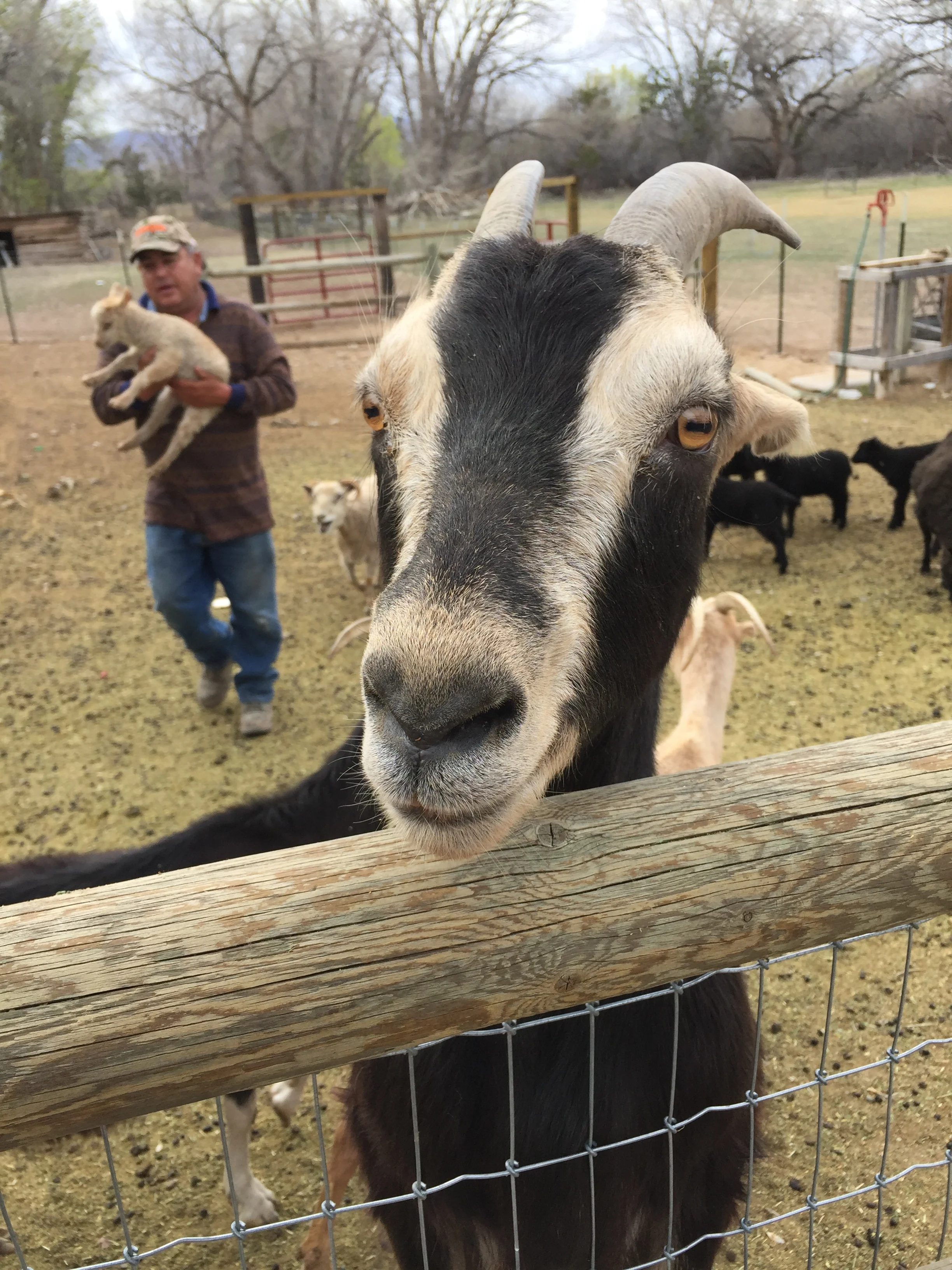 Come Feed the Goats!
