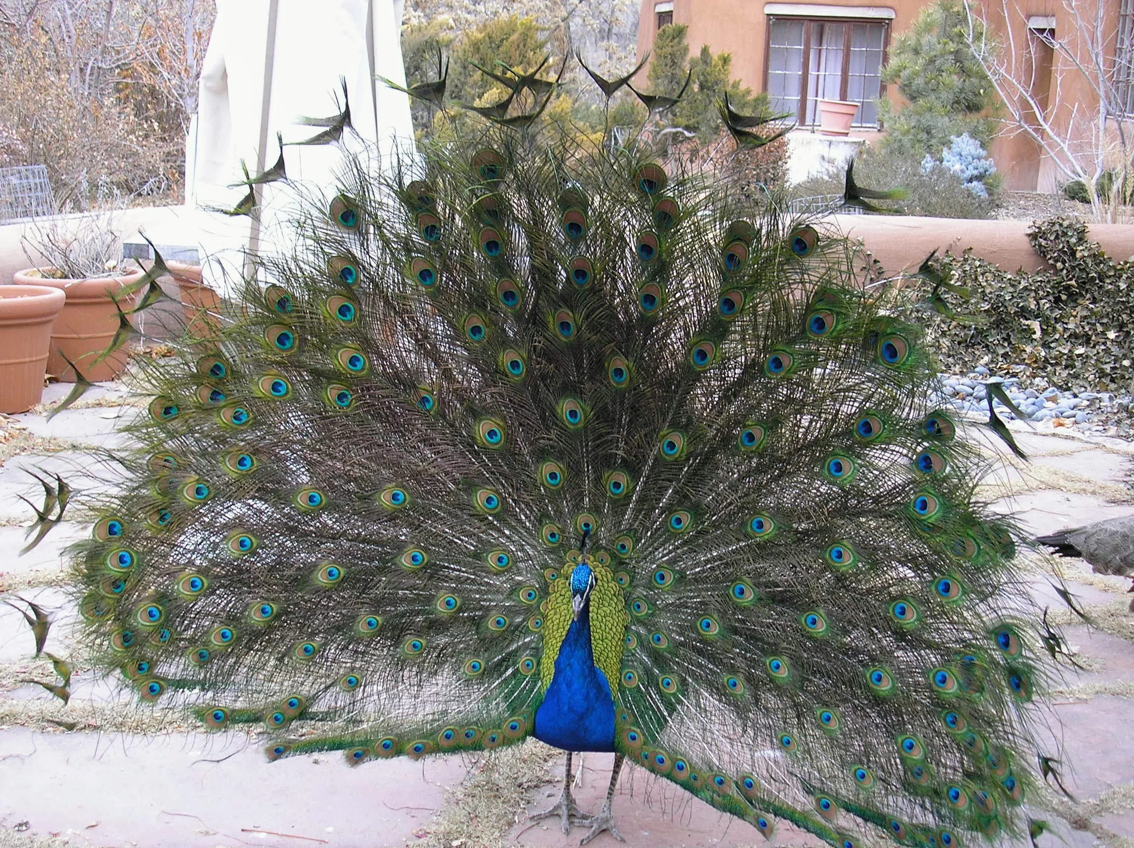 Glorious Feathers