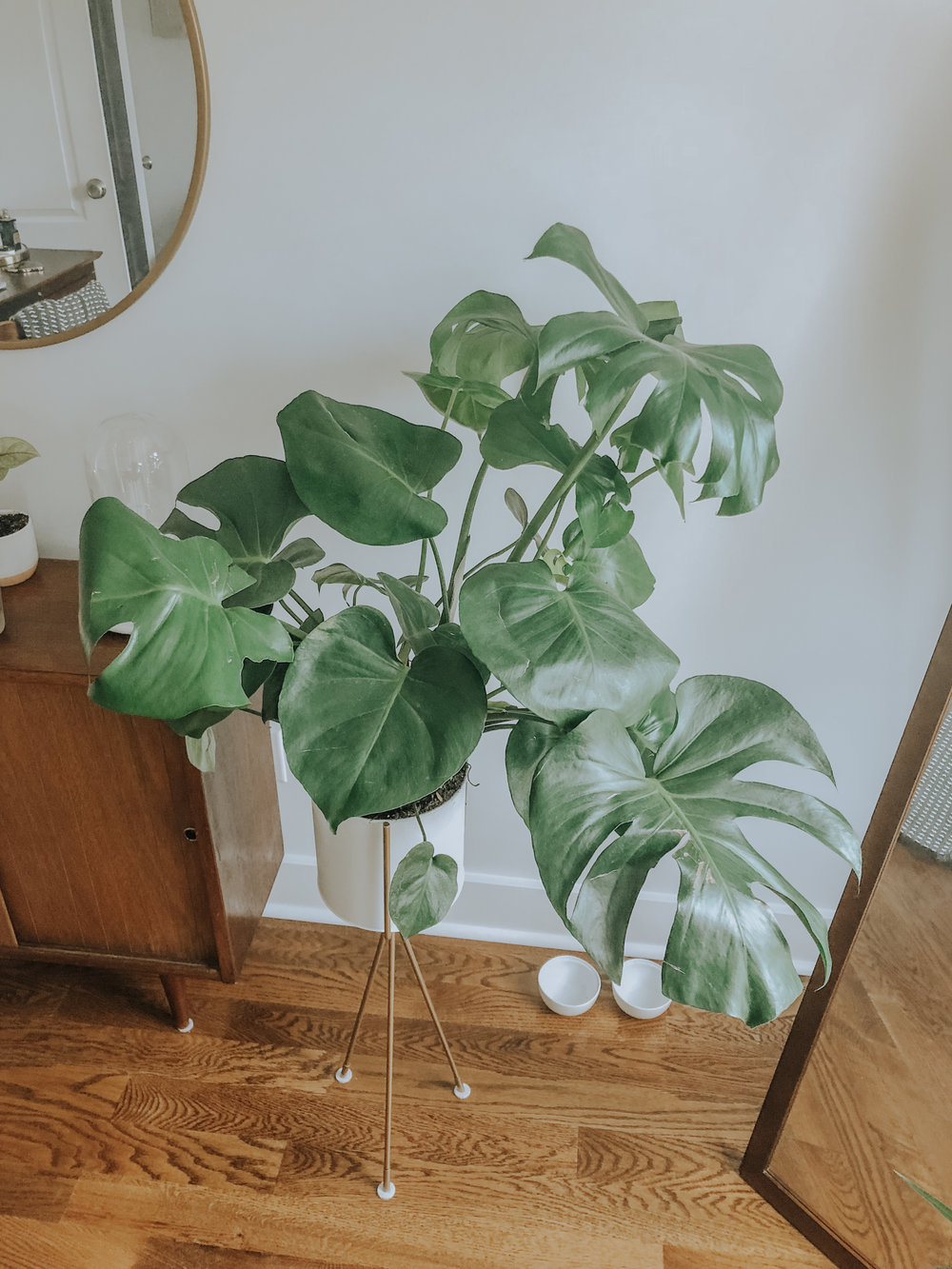 My favorite plant, the gorgeous Monstera.