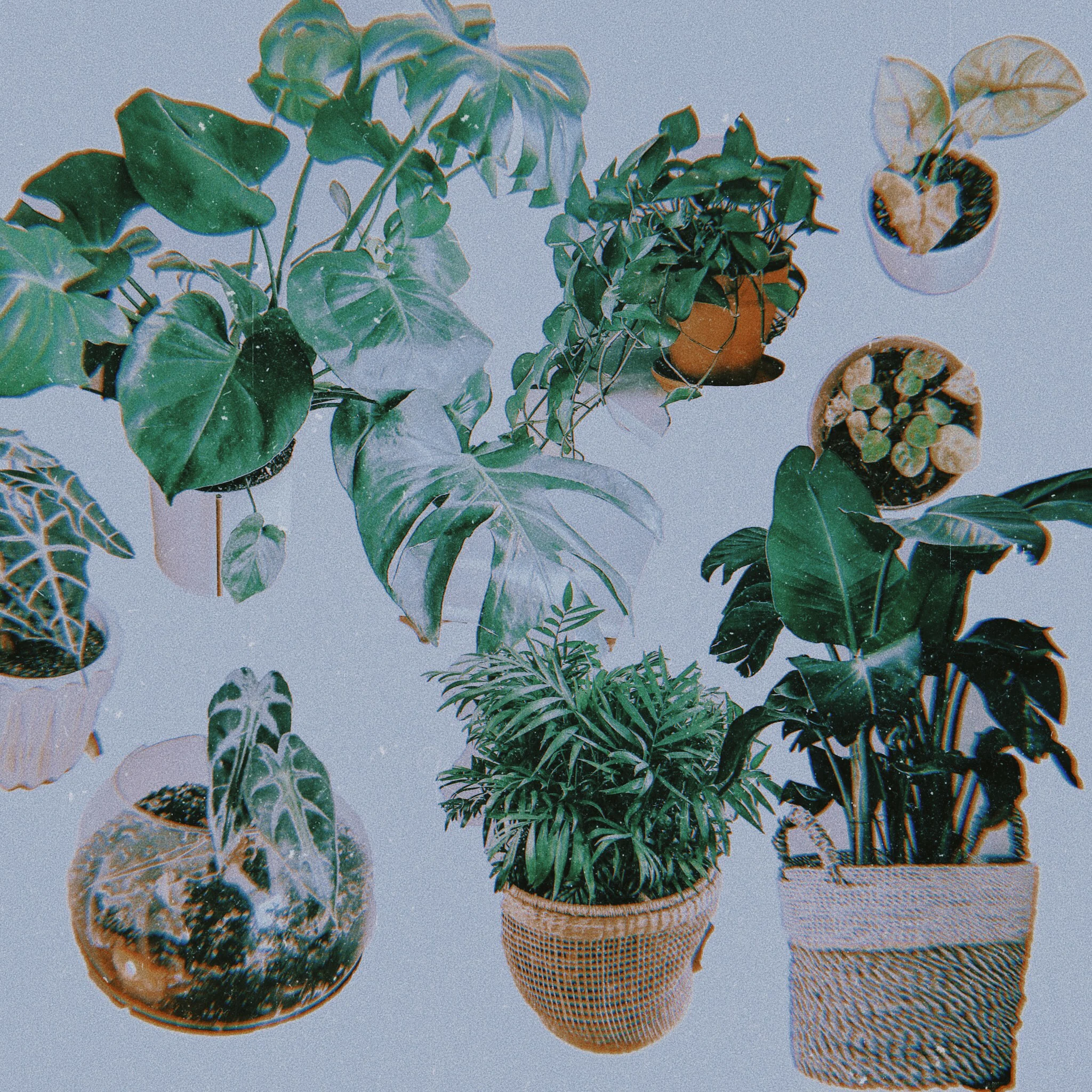 House Plants Sans Green Thumb