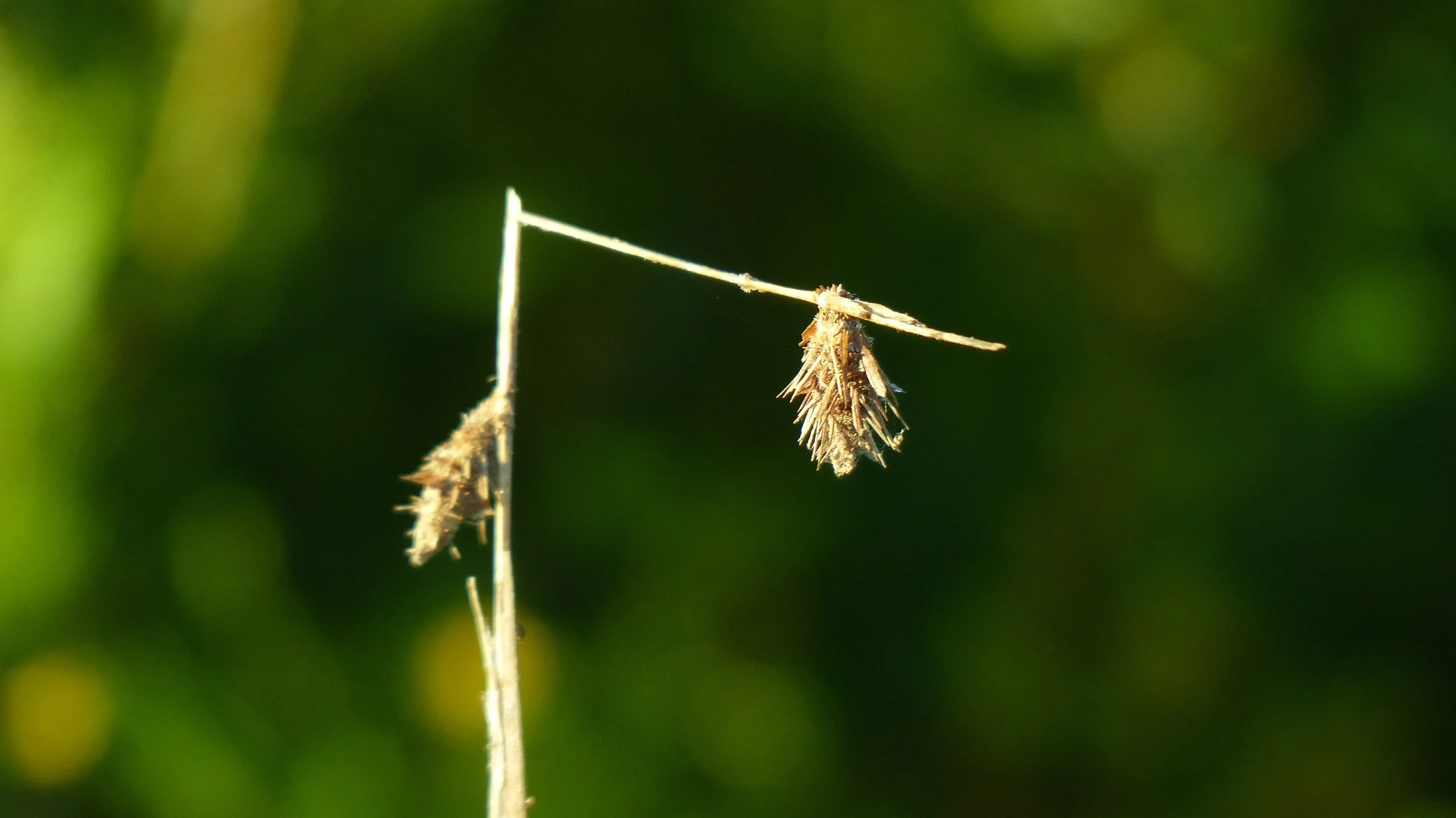 Do not break the crushed reed