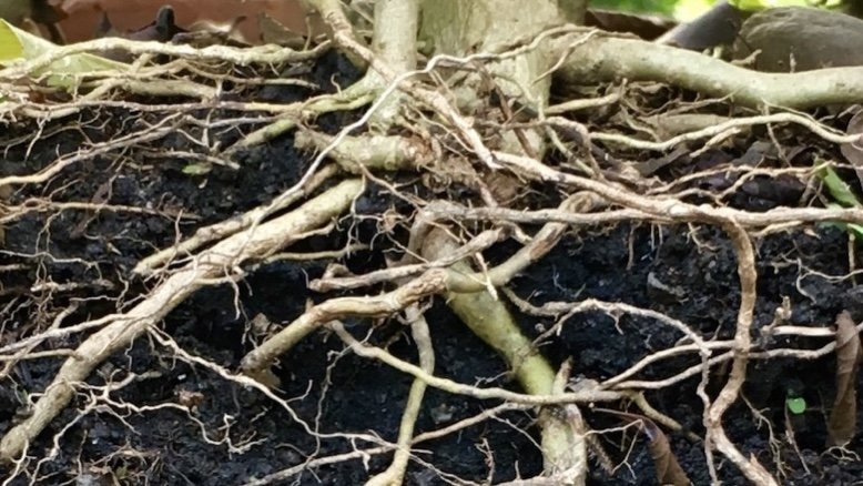 Reaching Roots