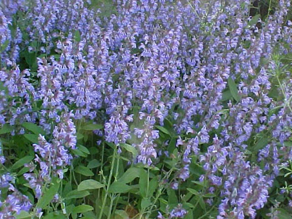 lavendar.jpg