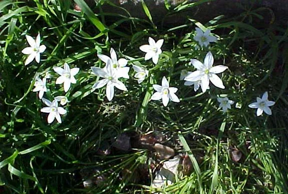 spring2.jpg