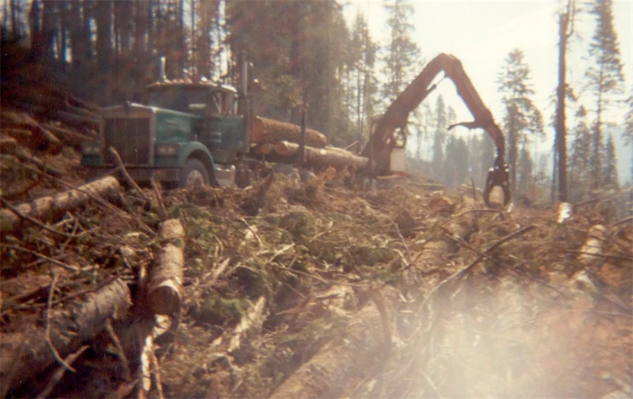 logboom.jpg