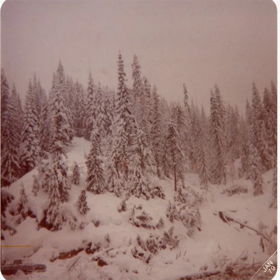 winter1978treesnow.jpg