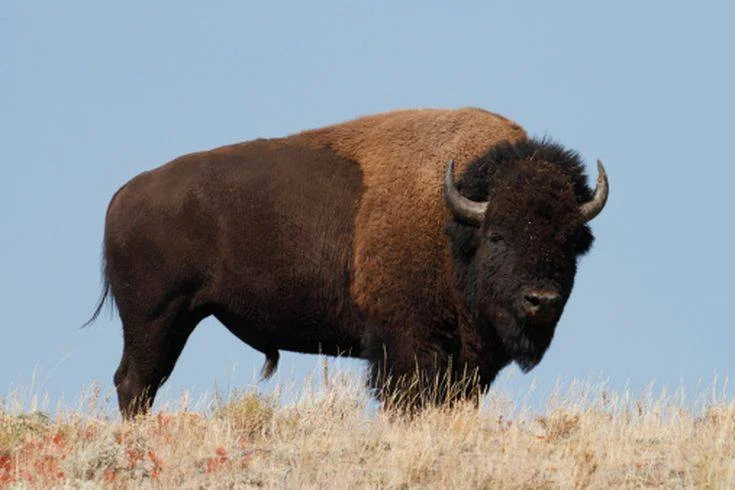 Bison: A Benefit Dinner