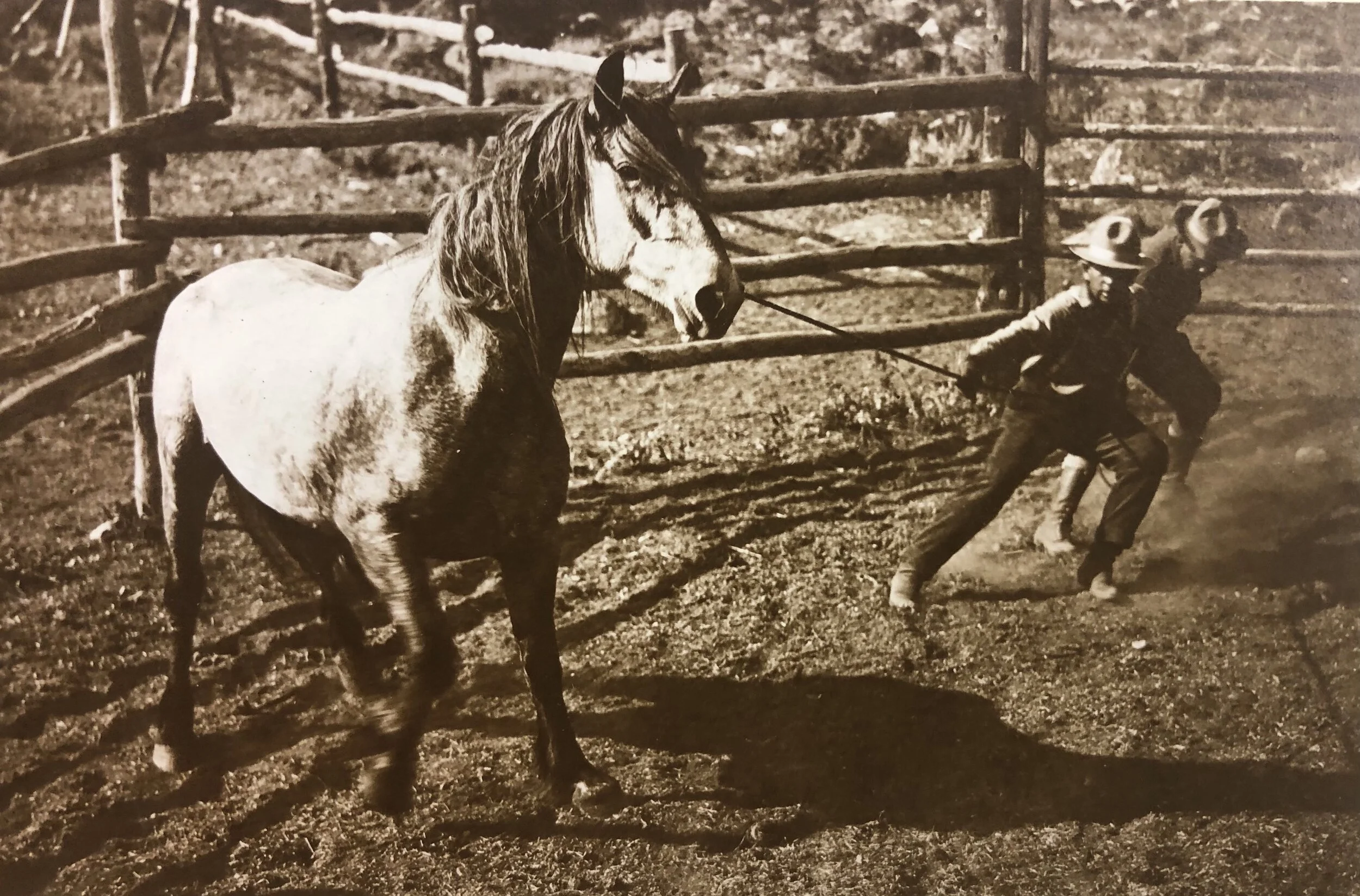 yeehaw.jpg