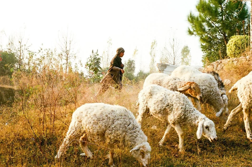 taxila, pakistan. 

We were in the middle of nowhere - surrounded by water and the golden setting sun. I saw Mustaqeen running down a hill, after these fluffy white balls of cotton. He had been herding cattle for as long as he can remember. 

Behind 