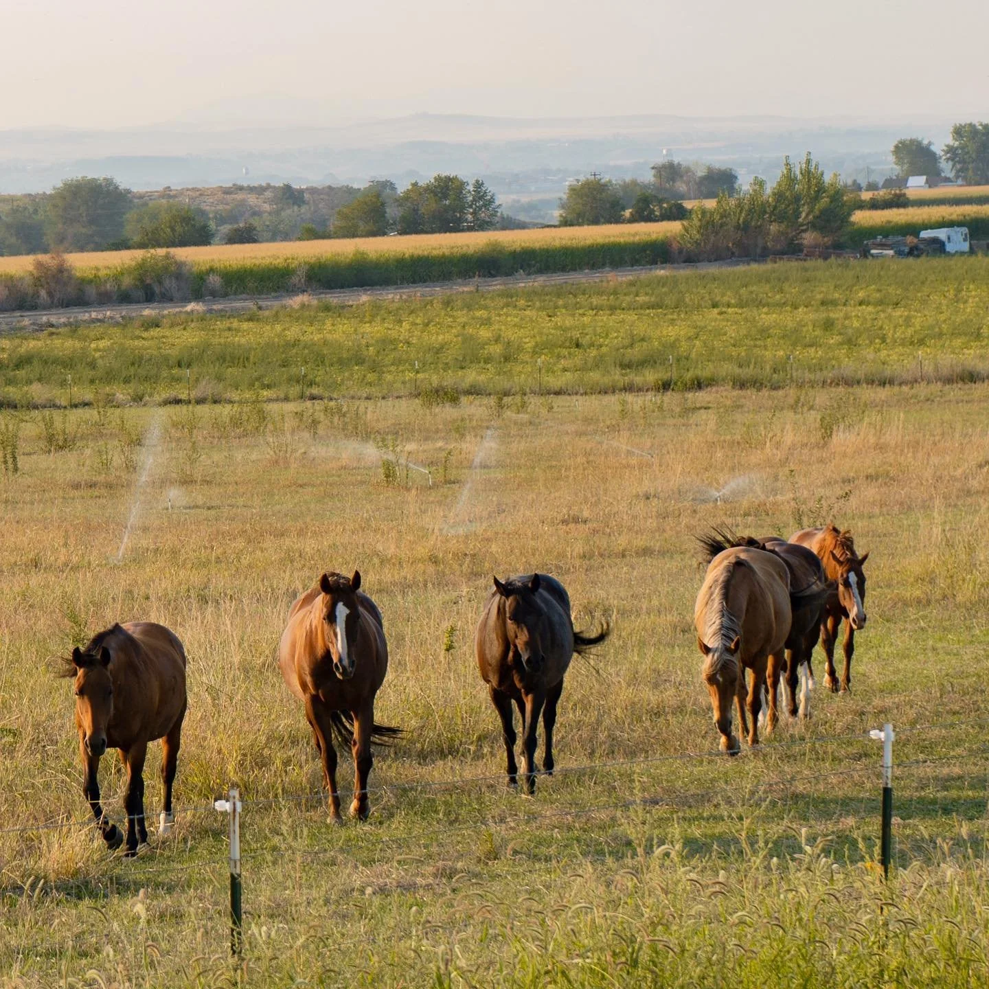5 months ago I visited Oregon for an attempted vacation. As if the pandemic wasn&rsquo;t enough, California and Oregon erupted in huge wildfires that same week. Before the prospects of evacuation became real, I was standing in a field in the middle o