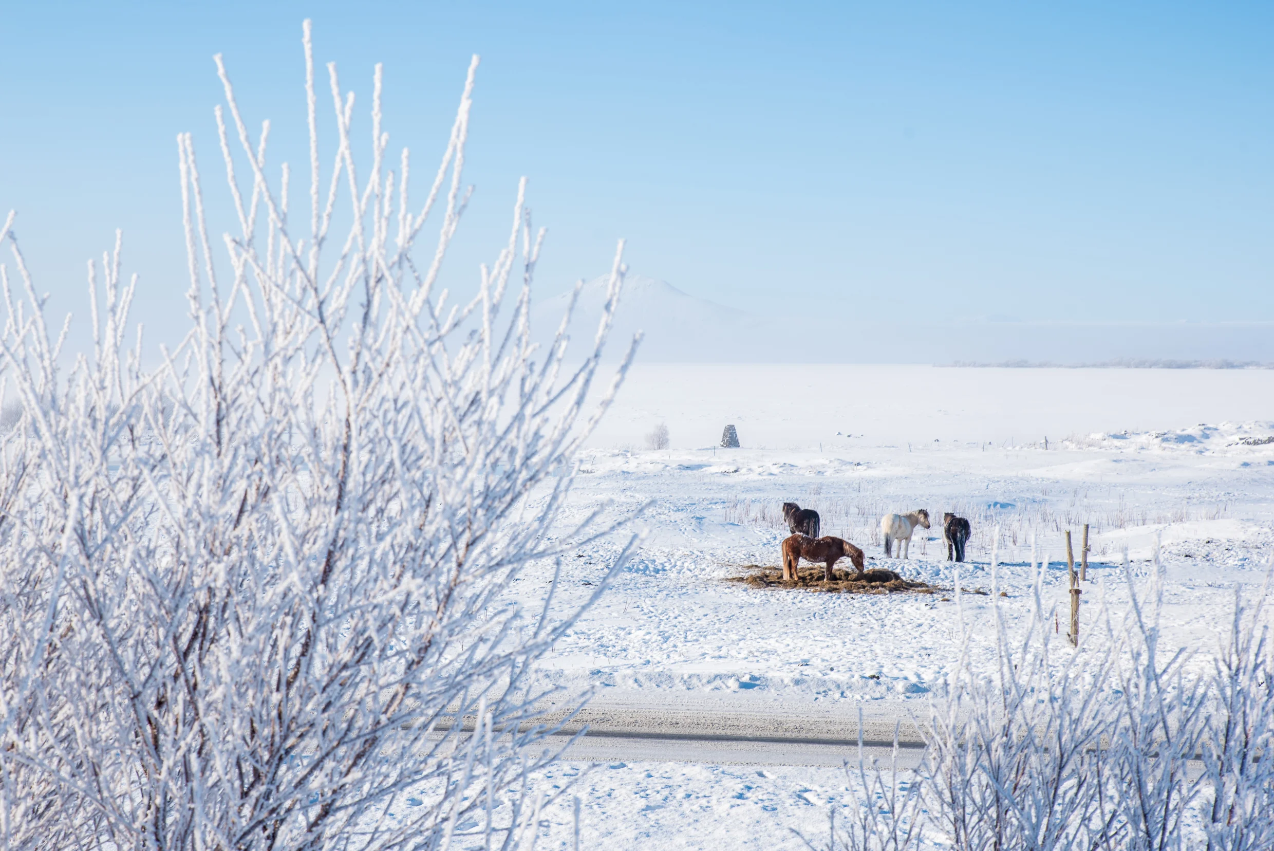 Country Horses