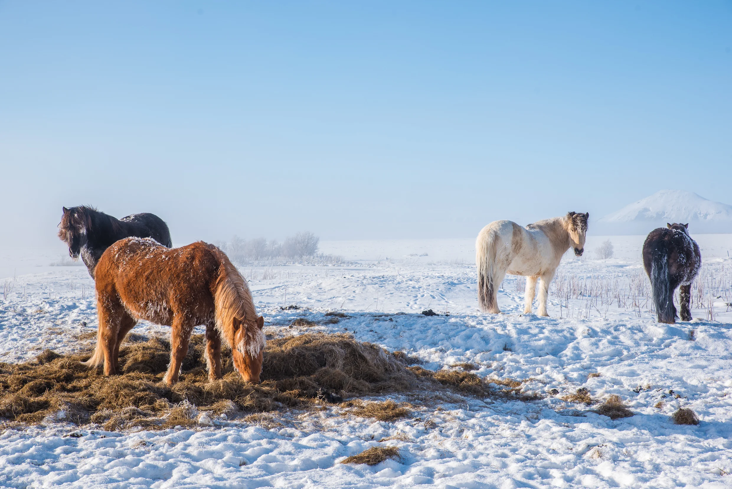 Icelandic Horses