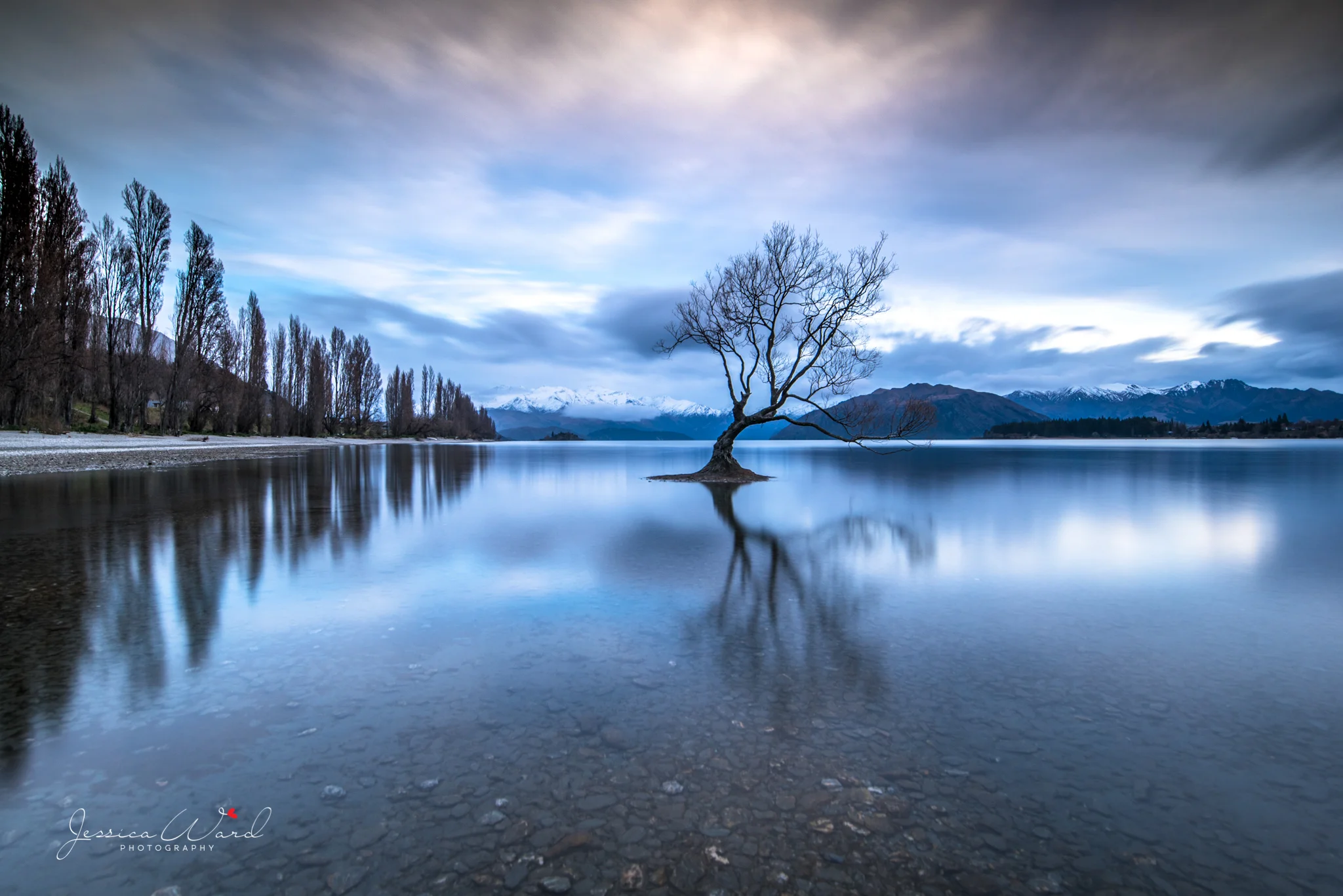 The Wanaka Tree