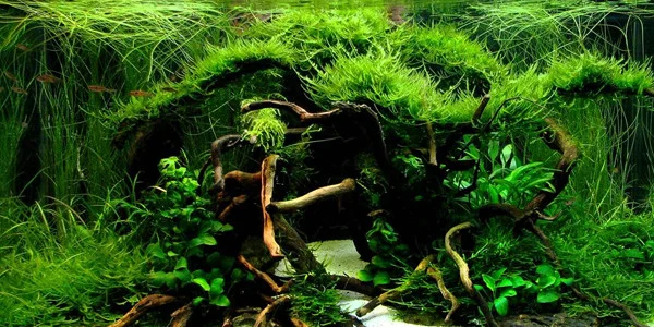 Blog And Article Aquaticsolutions