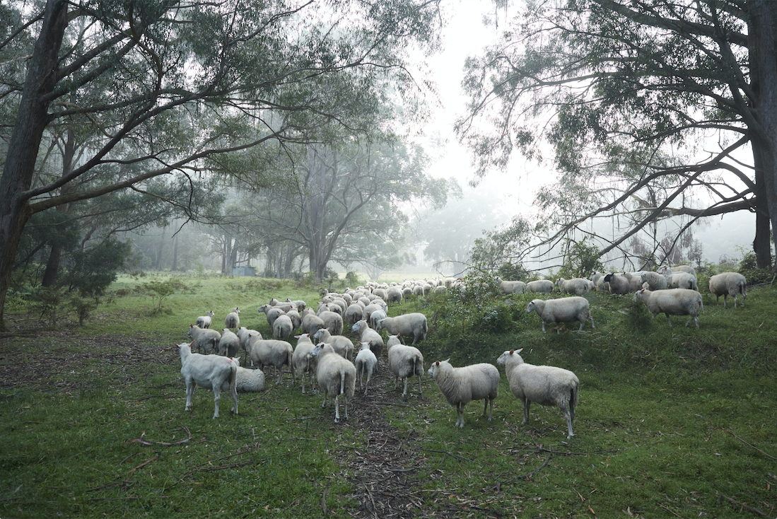 Screen Shot 2019-06-05 at 1.41.55 pm.png