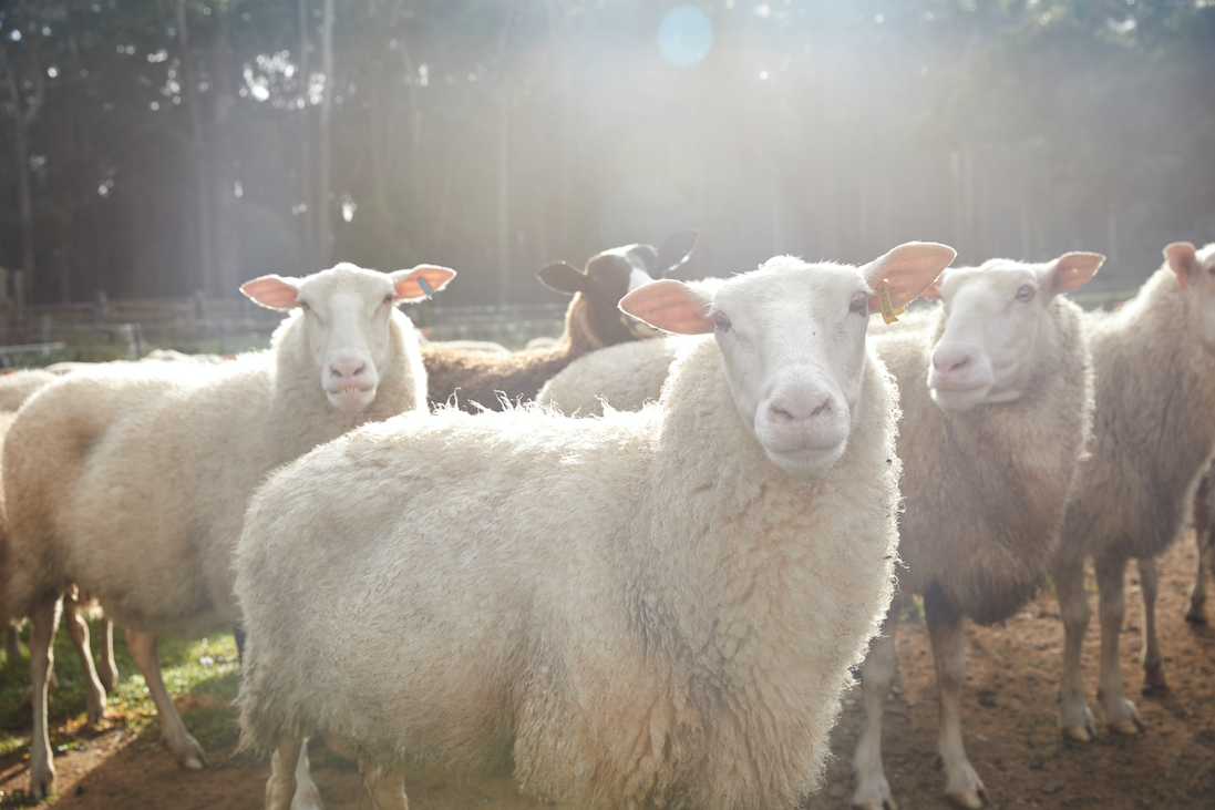 Screen Shot 2019-06-05 at 1.42.17 pm.png