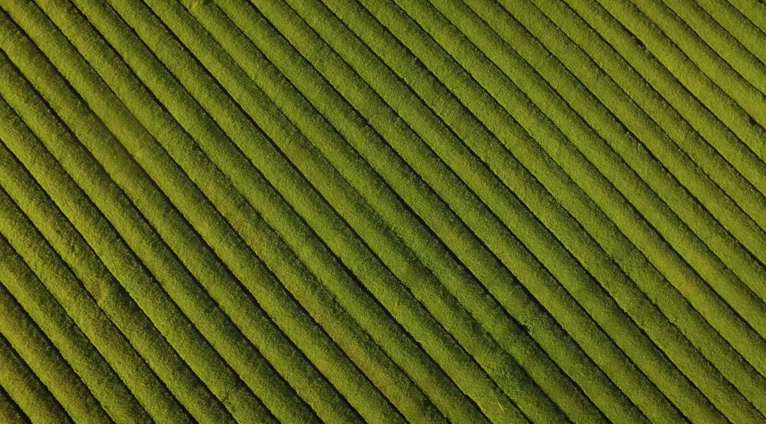 Screen Shot 2019-06-20 at 1.00.02 pm.png