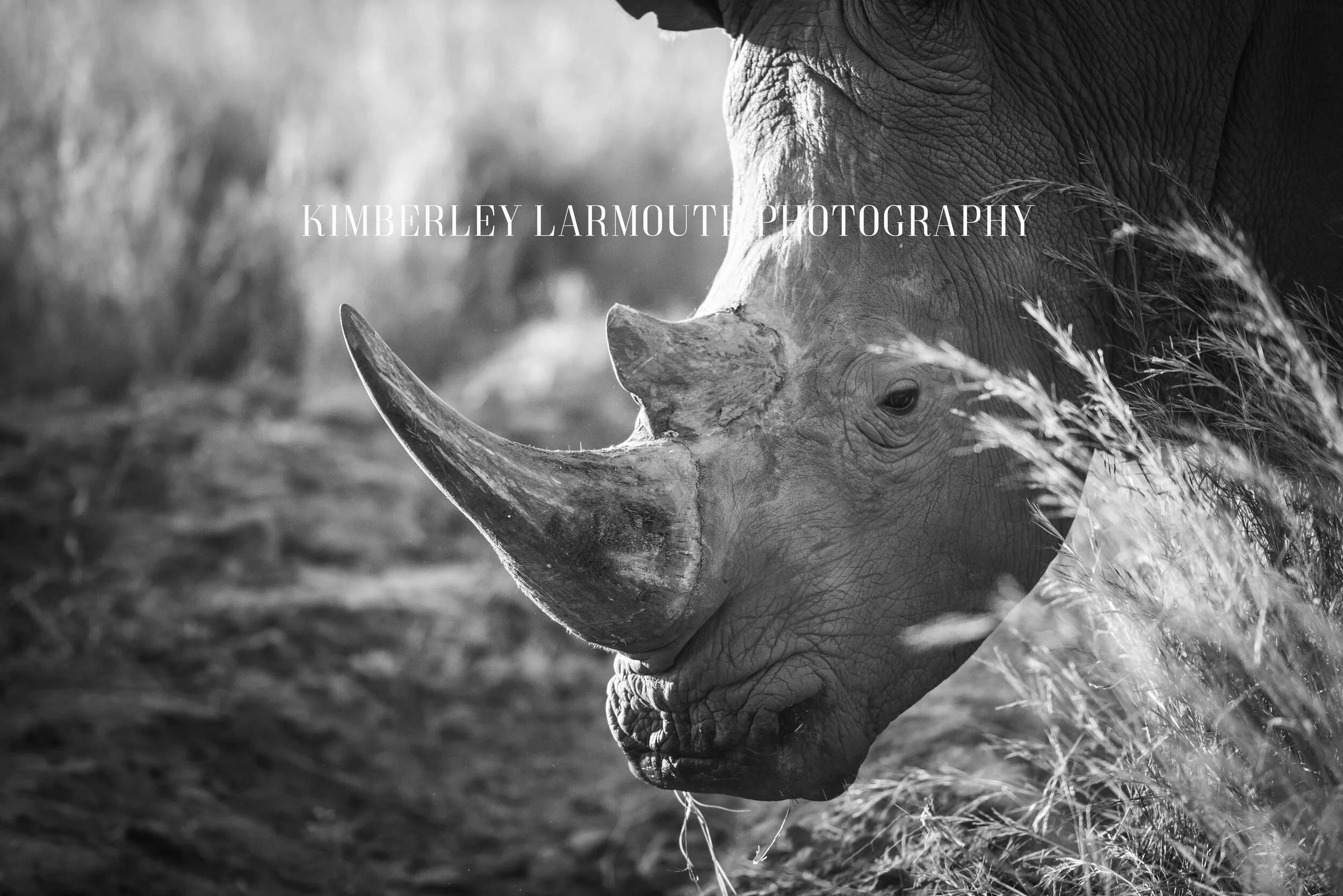 Kimberley Larmouth Photography The Boss.jpg