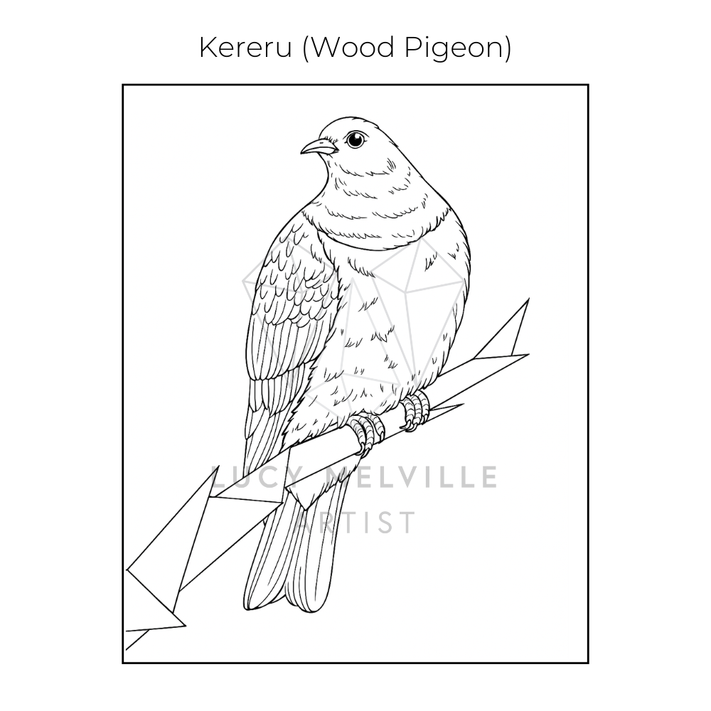 Lucy melville Artist Kereru New Zealand birds colouring book.png