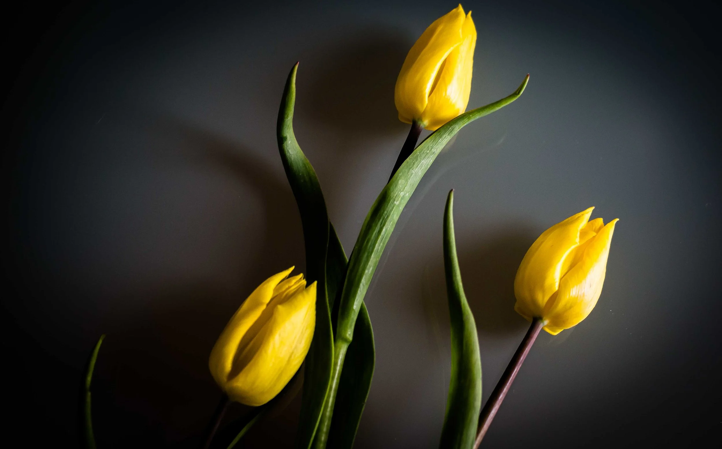 tulipsblack1.jpg