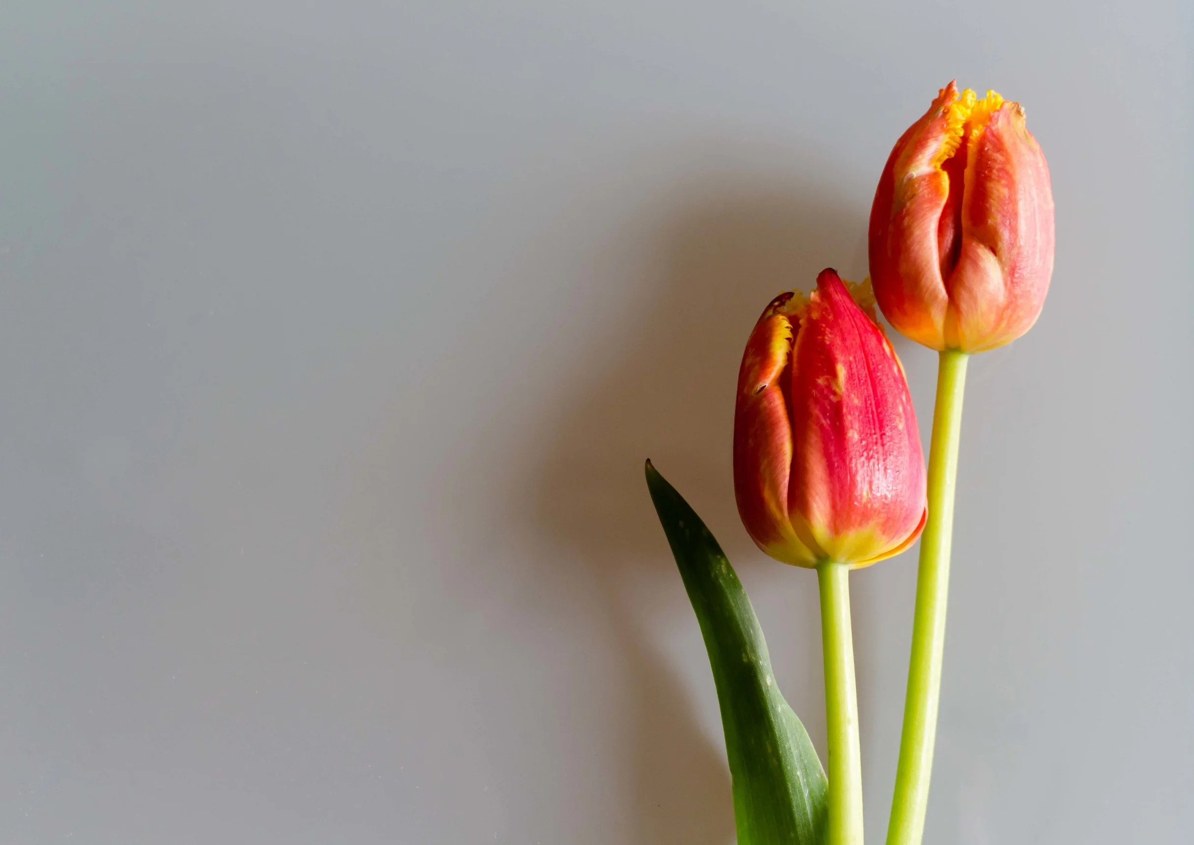 redtulips1.jpg