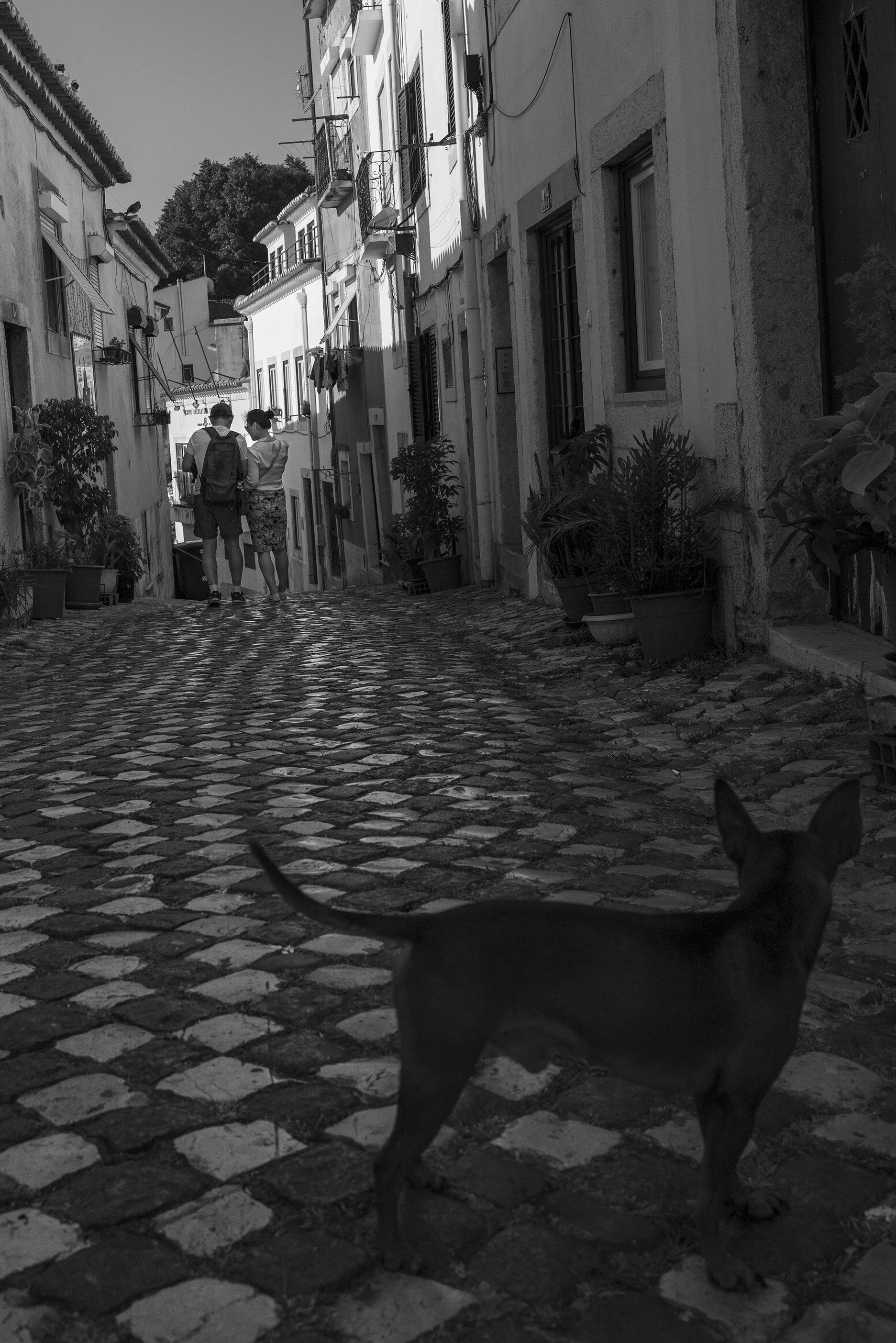 ALFAMA #6