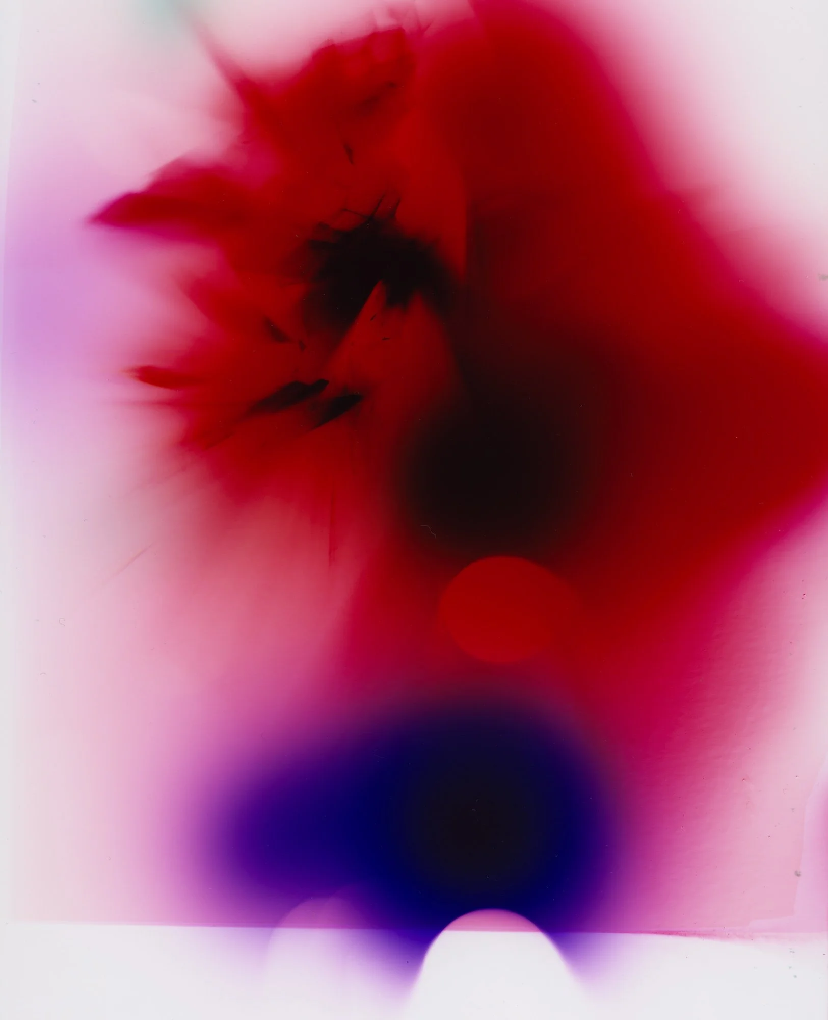 Darkroom-Flowers-I_Nina-Raasch.jpg