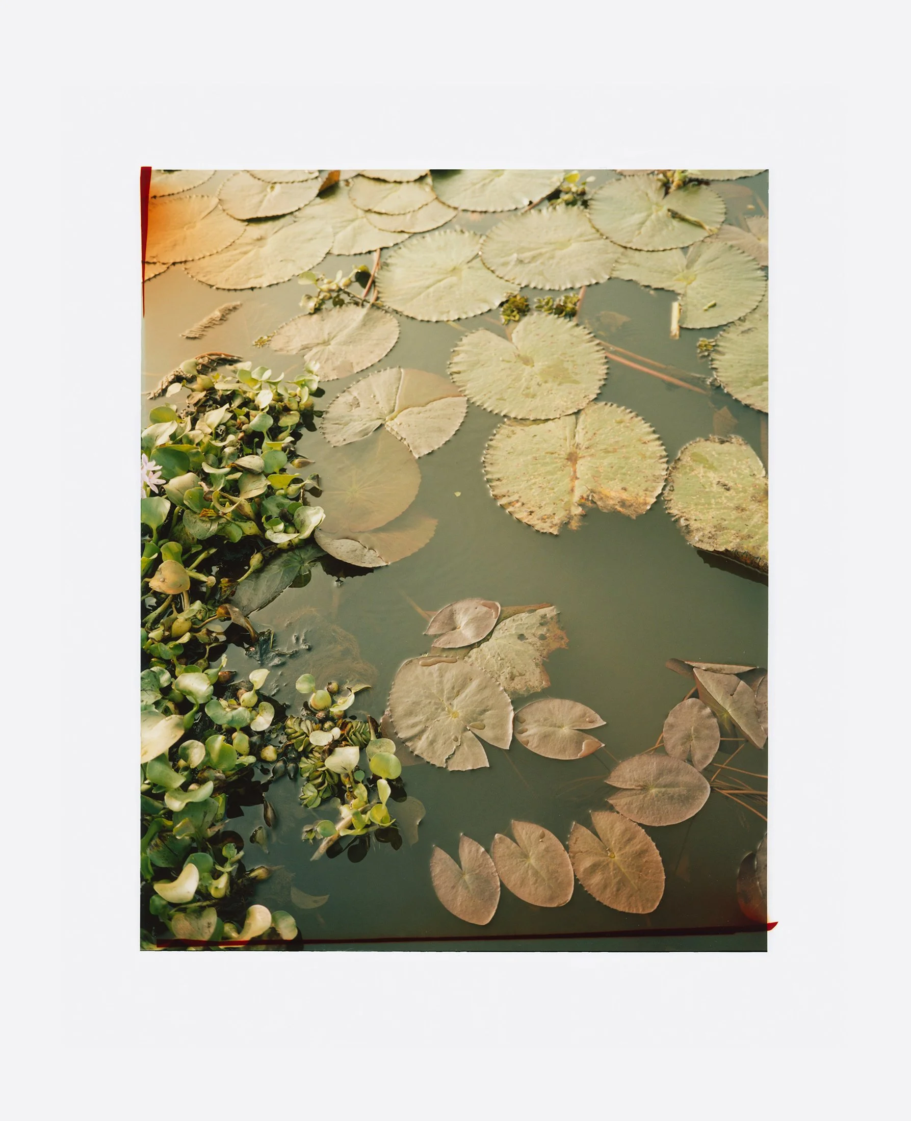 Lily_Nina-Raasch.jpg