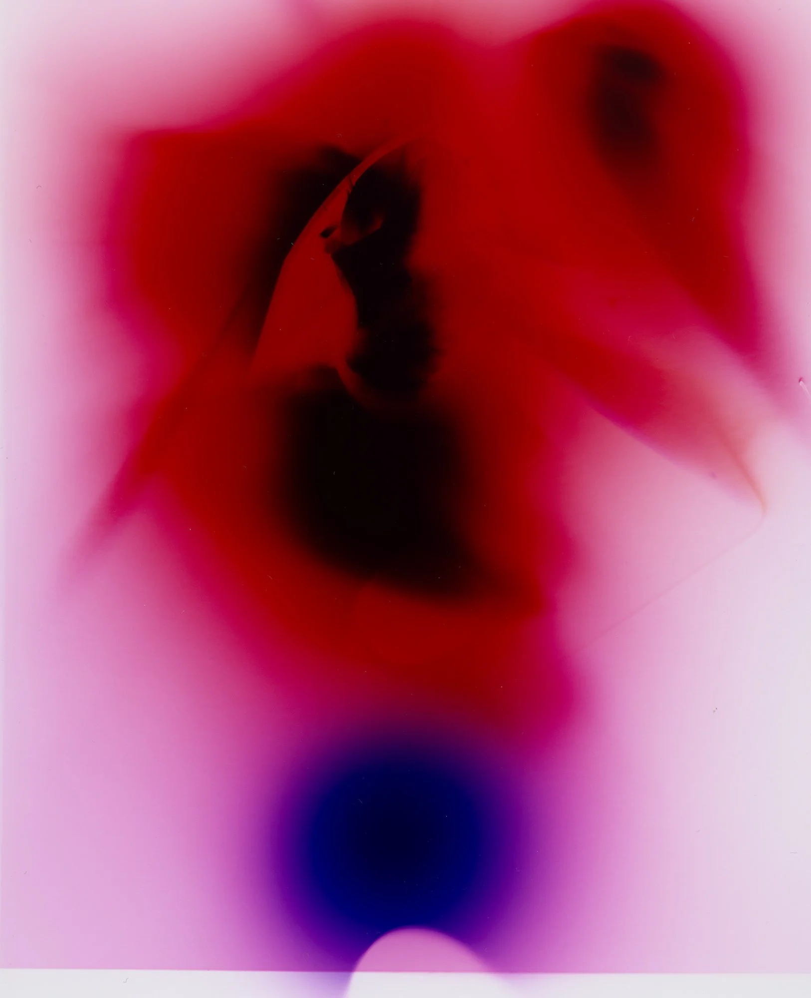 Darkroom-Flowers-II_Nina-Raasch.jpg