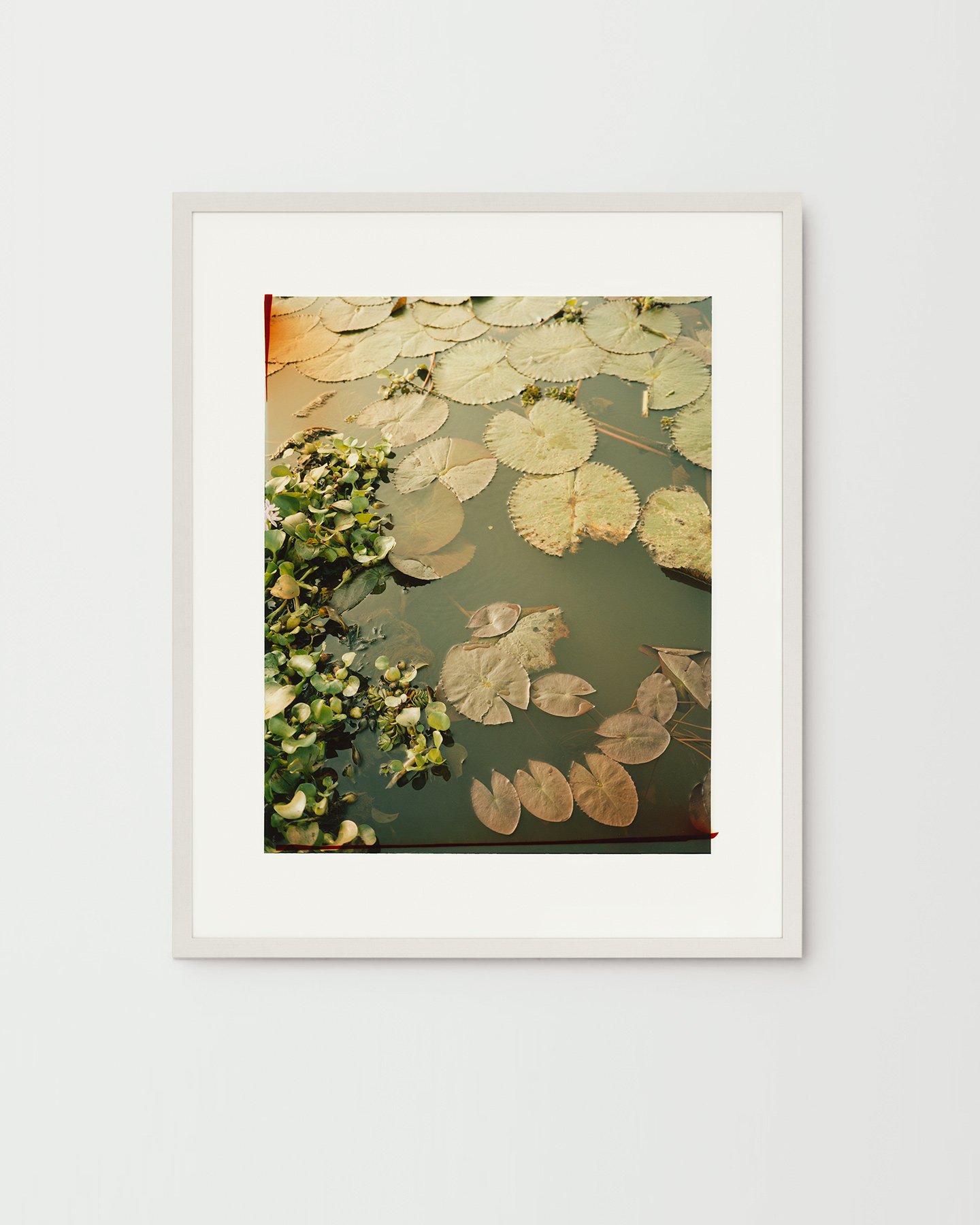 Nina-Raasch_India-Lily_80x65cm_white.jpg