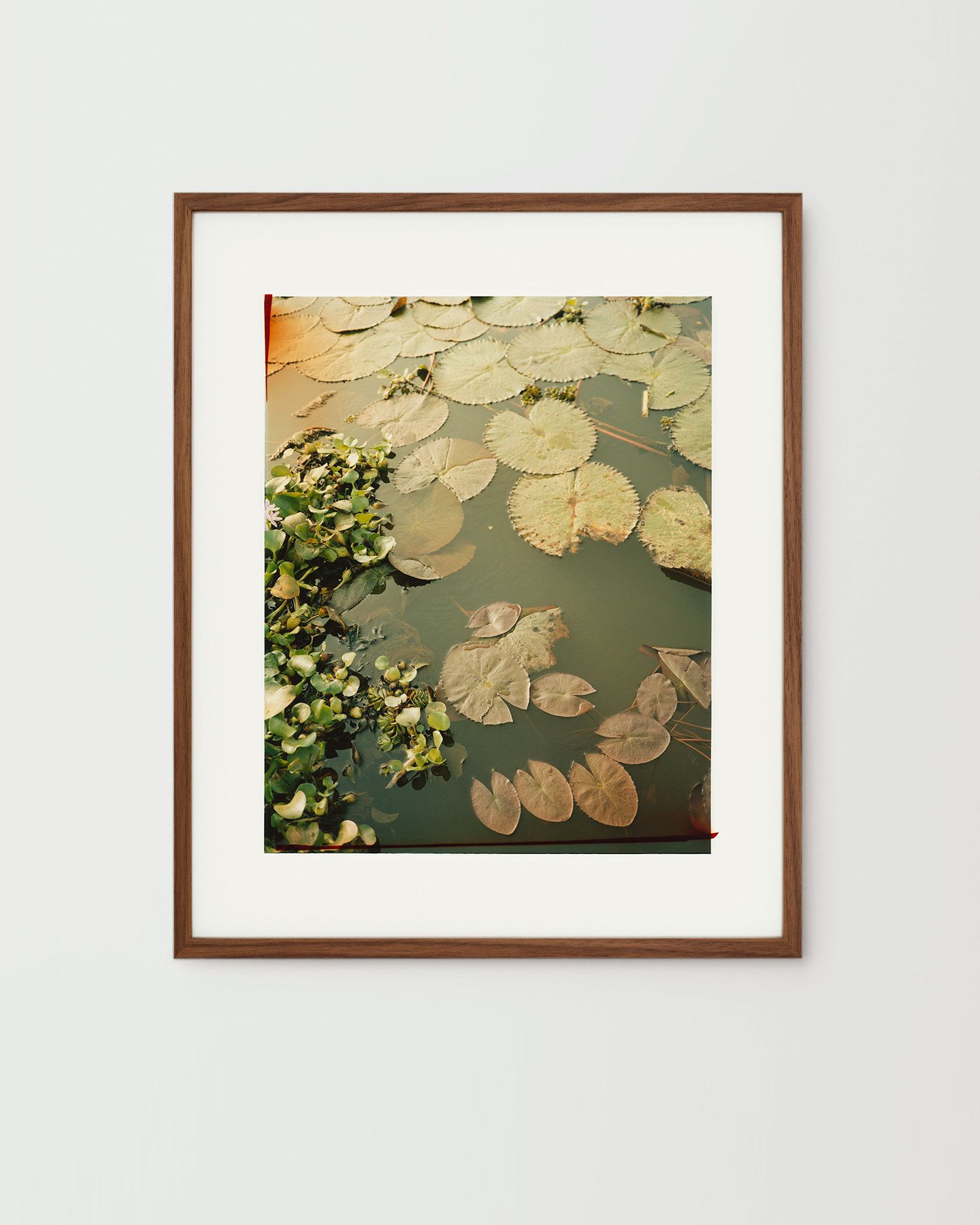 Nina-Raasch_India-Lily_80x65cm_brown.jpg