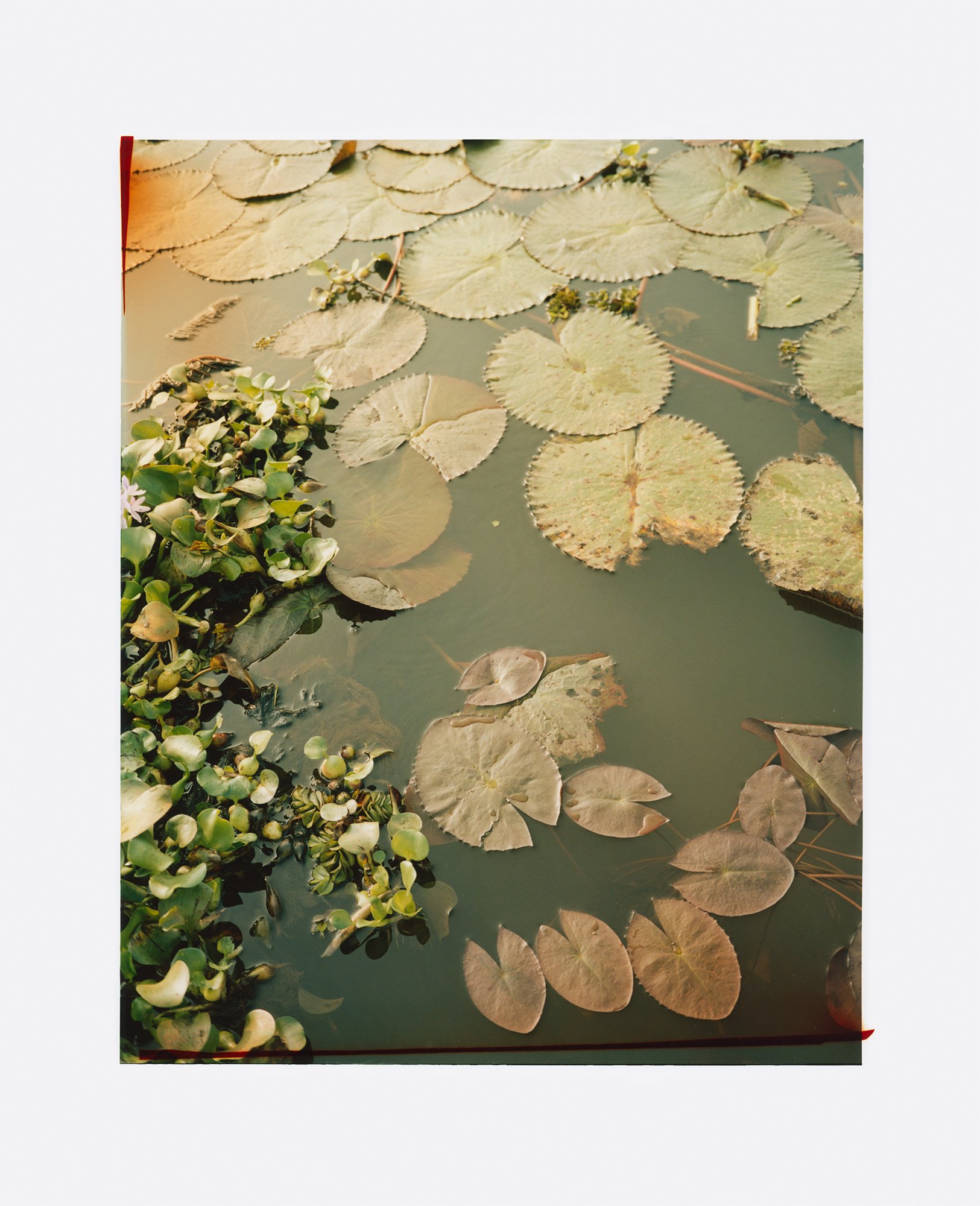 Nina-Raasch_India-Lily_80x65cm.jpg