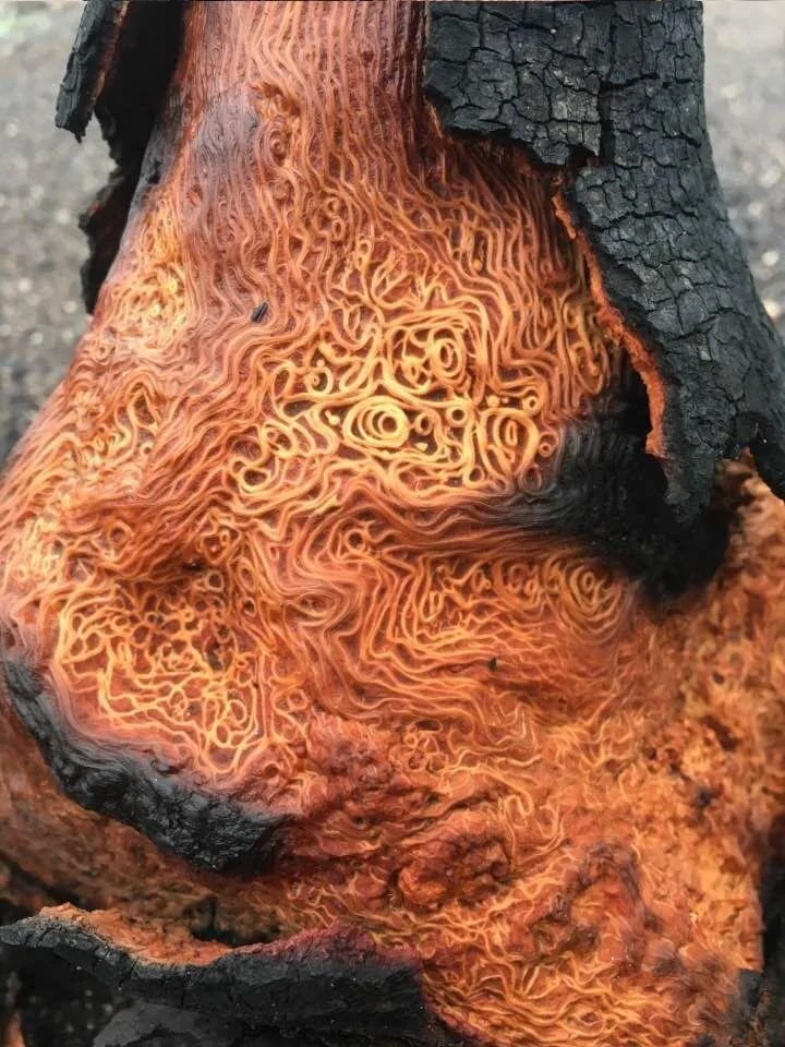 This isn’t spaghetti and this isn’t veins but I think this photo’s real nice. A tree struck by lighting (or maybe it’s just heard this fuckin banger)