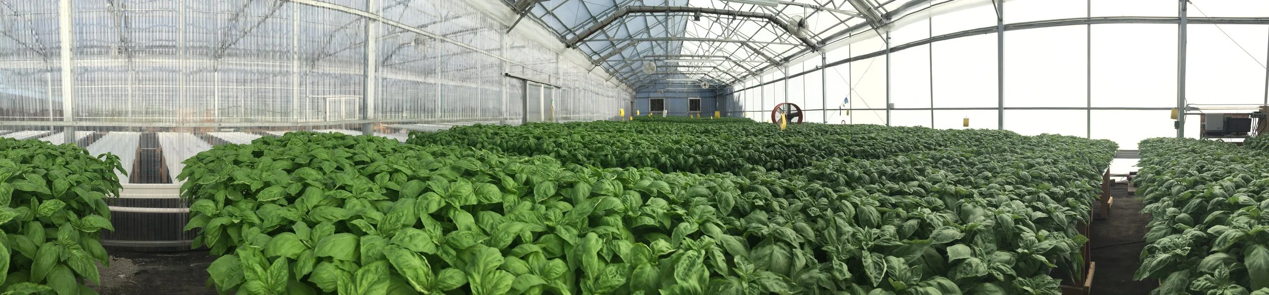 Locally Grown Located just 19 miles west of Downtown Fort Worth. Our specialty greens, nutrient dense microgreens, and herbs are harvested fresh daily before the sun comes up, right at the peak of nutritious perfection. This unique practice captures the highest nutrition and best flavor profile ensuring you get the best possible product. Land, Space, and Water Efficient Our growing process is designed to take advantage of market diversity and growth. We can scale utilizing all of our greenhouse space equivalent to a 100 acre traditional vegetable farm. All of our systems utilize a hydroponic water reclaiming system producing zero waste water. Always Available We can produce specialty greens, nutrient dense microgreens, and herbs year round in our climate controlled greenhouse environment, ensuring you get the best possible produce from your local greenhouse year round. Naturally Fresh Grown without pesticides, herbicides, or GMO's specializing in tasty distinct crop varieties. Happy Plants We provide natural lighting and balanced nutrients to create happy plants that are more nutrient dense, more flavorful, and sustainable We are a farm with a mission. Growing our premium produce for the community is just one important piece of our vision. We are here to inspire "growth" in urban areas and the areas surrounding our greenhouse. We have a strong team, full of passion to educate and offer tools to all people and communities to help Grow Local Texas Produce.