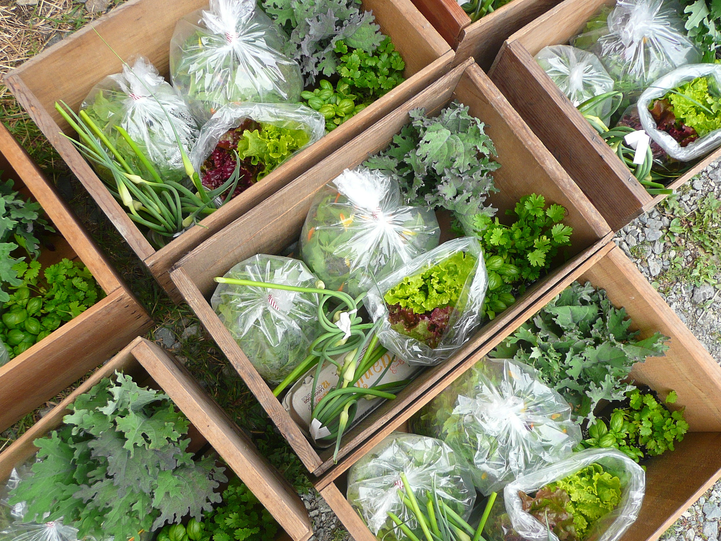 1st Harvest Box Image Stock.jpg