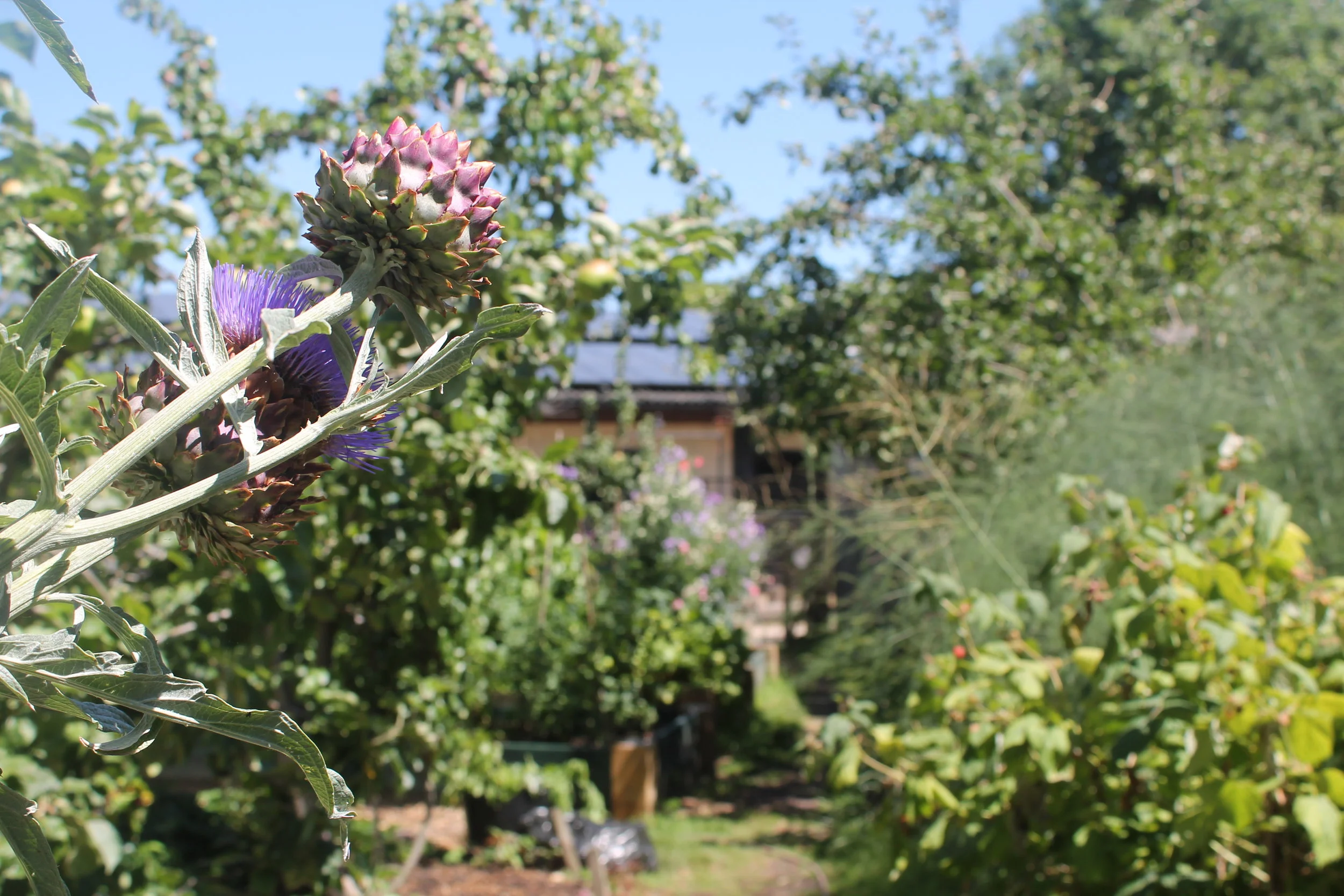 Veg garden view.JPG