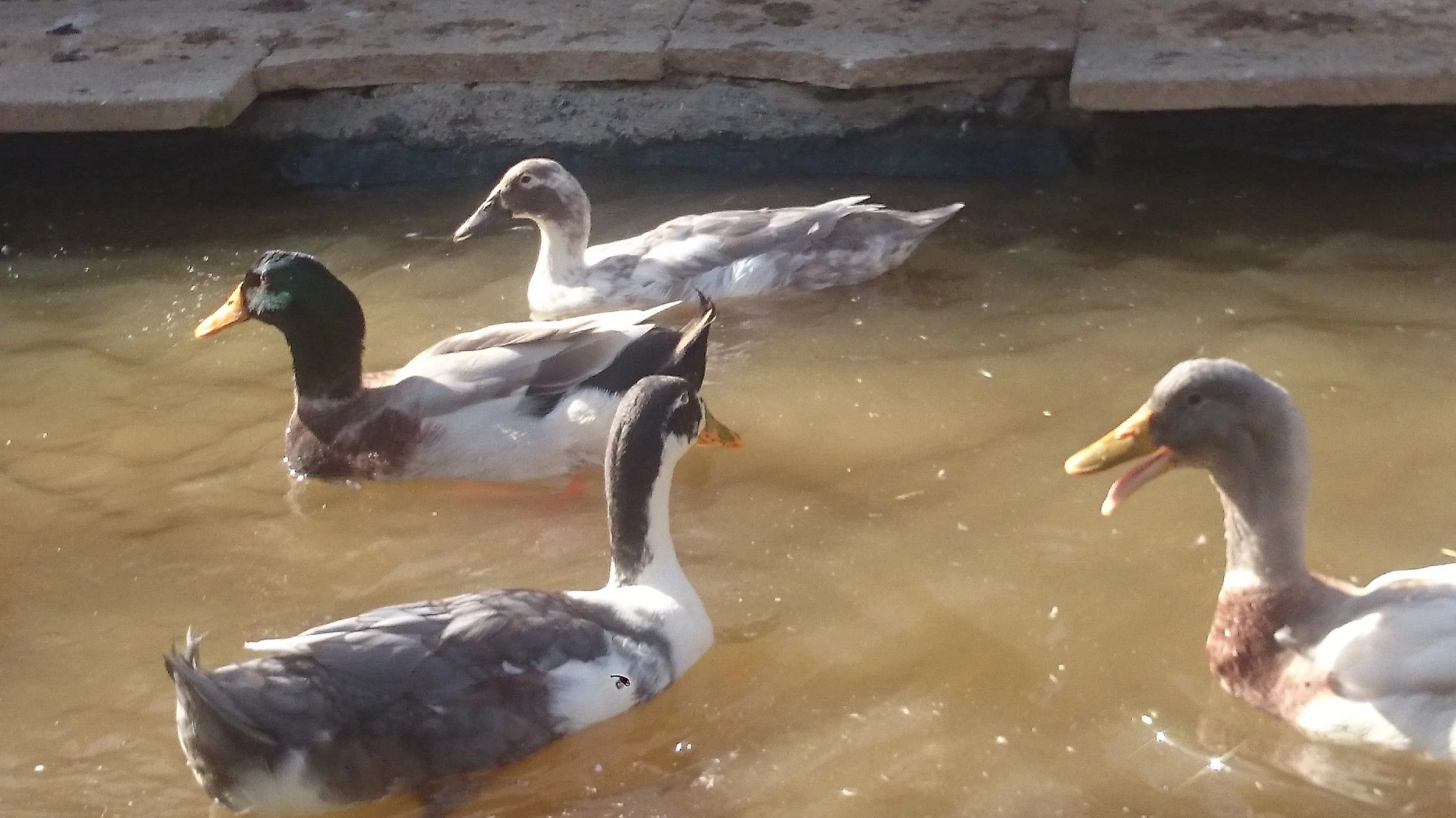 Ducks.JPG