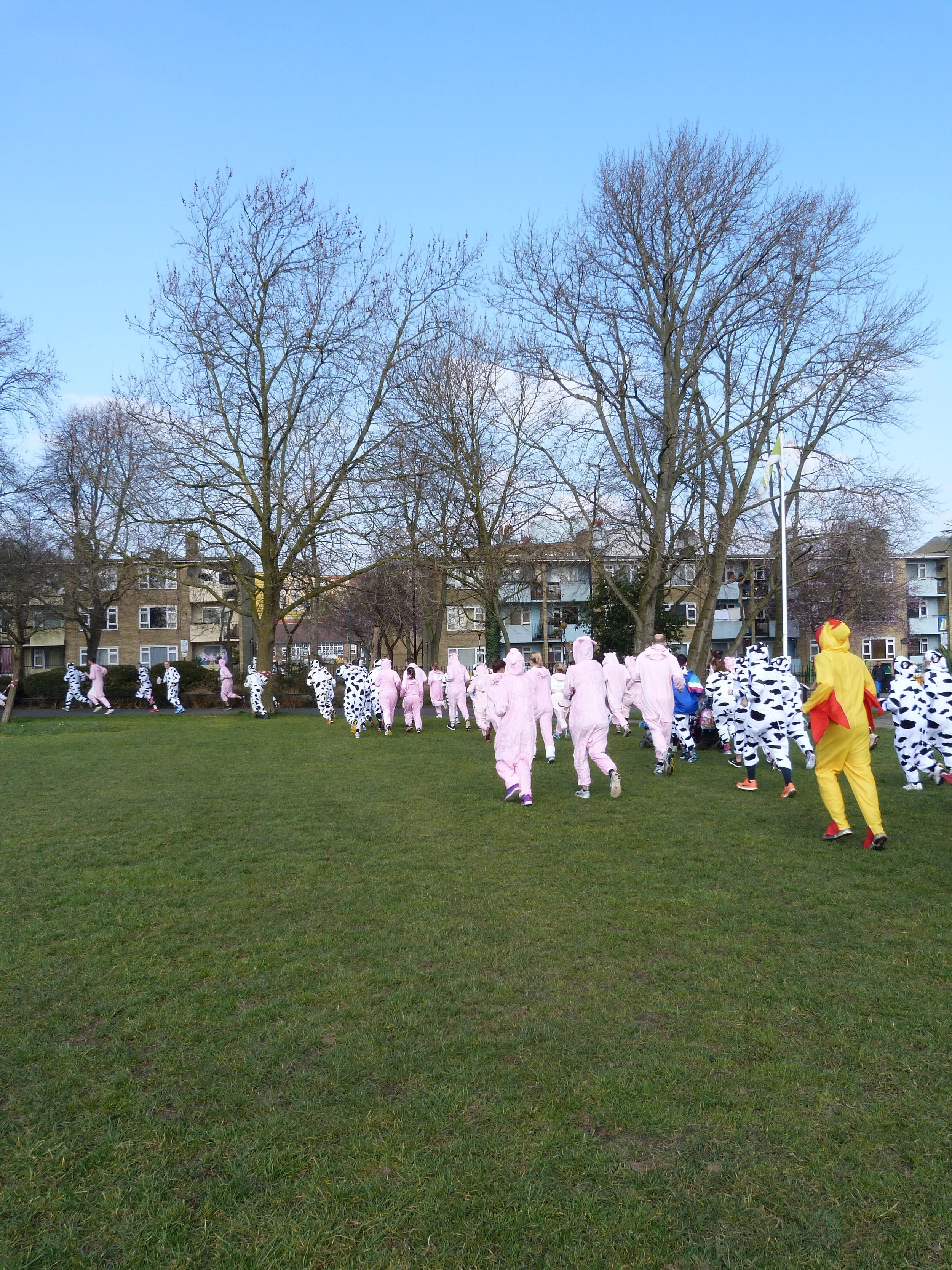 Cow vs Pig Charity Fun Run Sunday 29 April at 11am