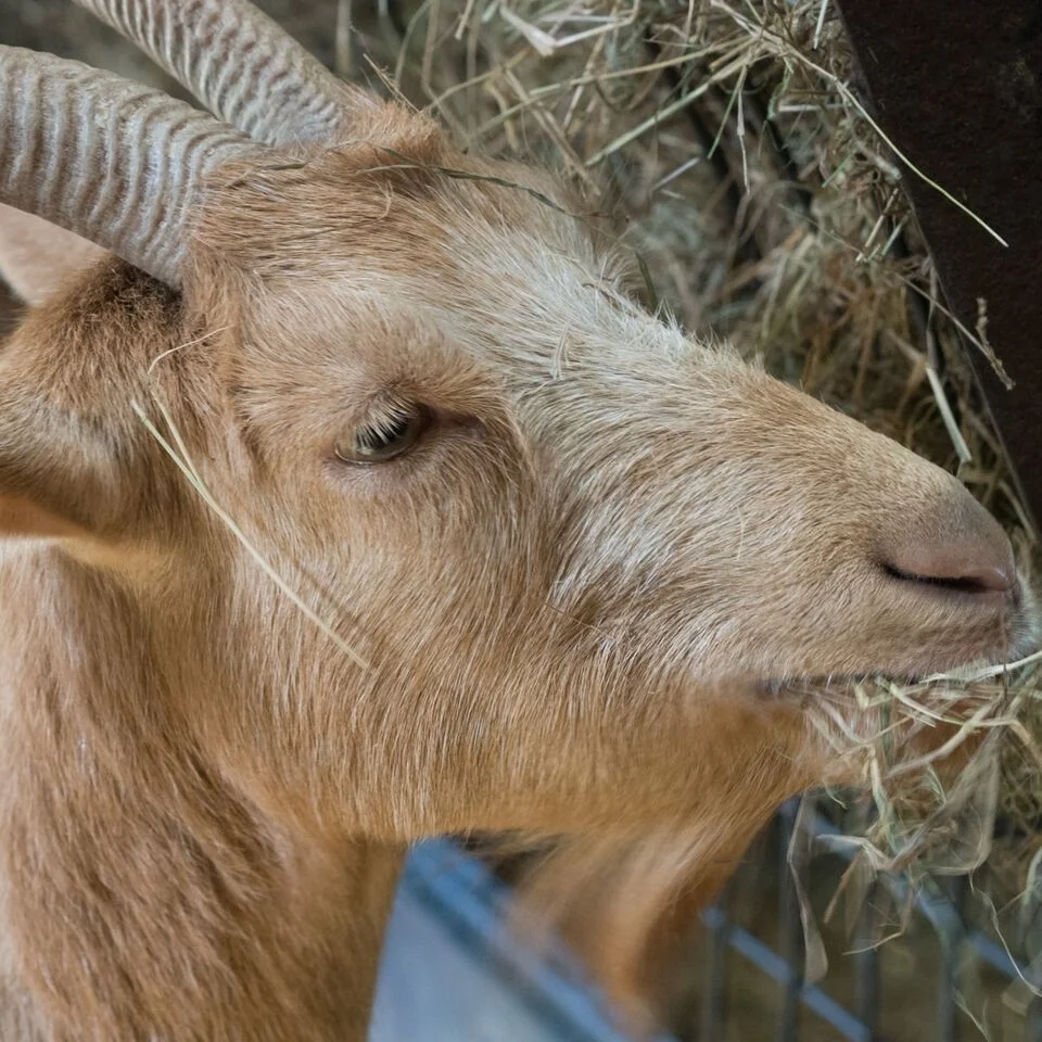 Betony Golden Guernsey Goat