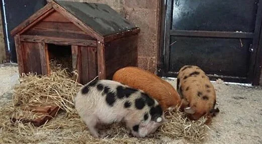  Saturday 8 December - Farm Christmas Event