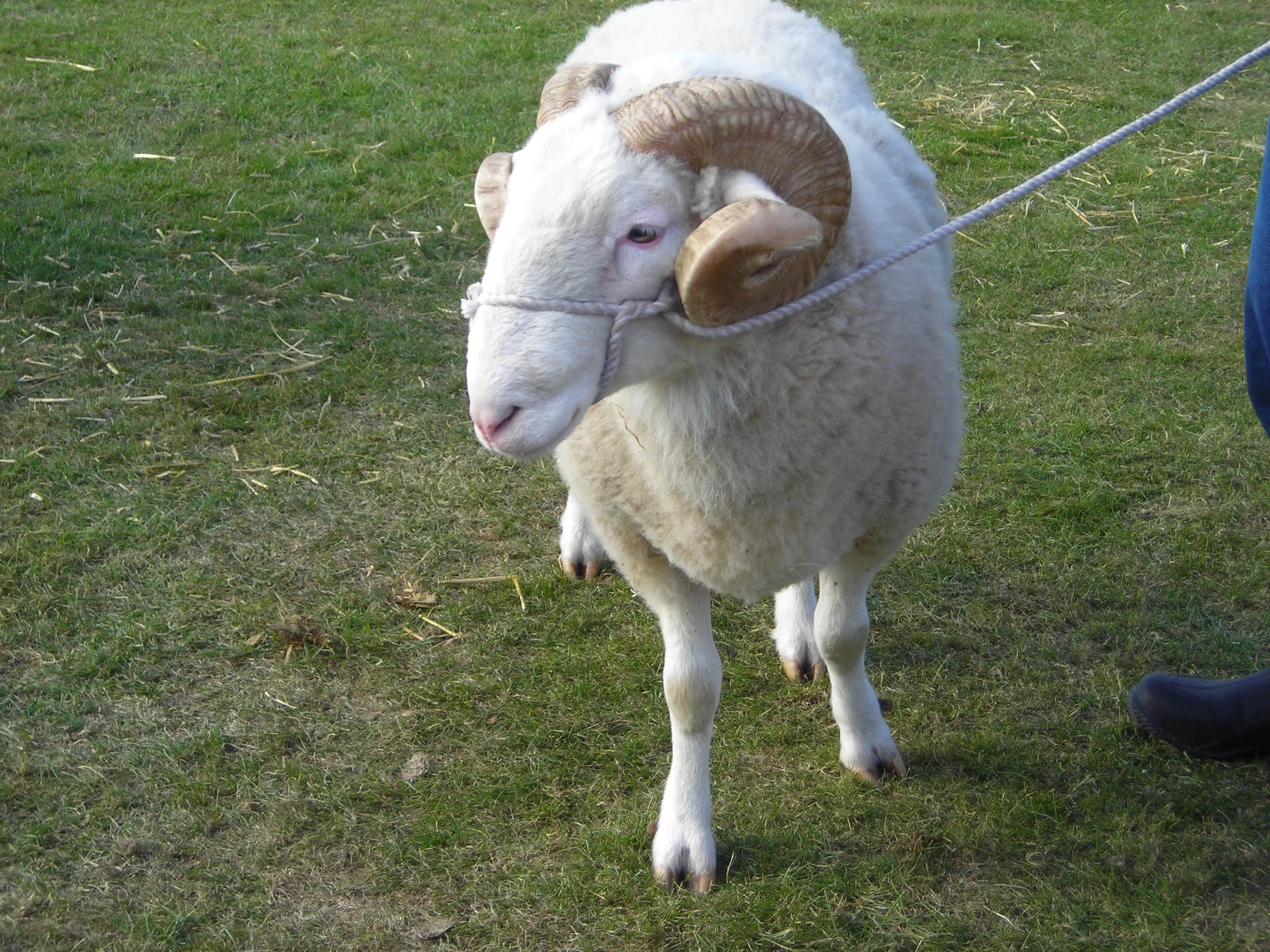 EASTER ON THE FARM   Islington Young People Discover  FREE* LEARNING AND EXPERIENCE  ACTIVITIES 