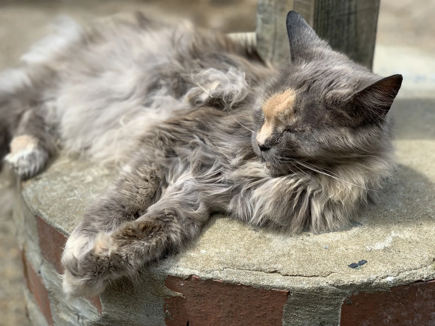 Young People Discover Work with Animals